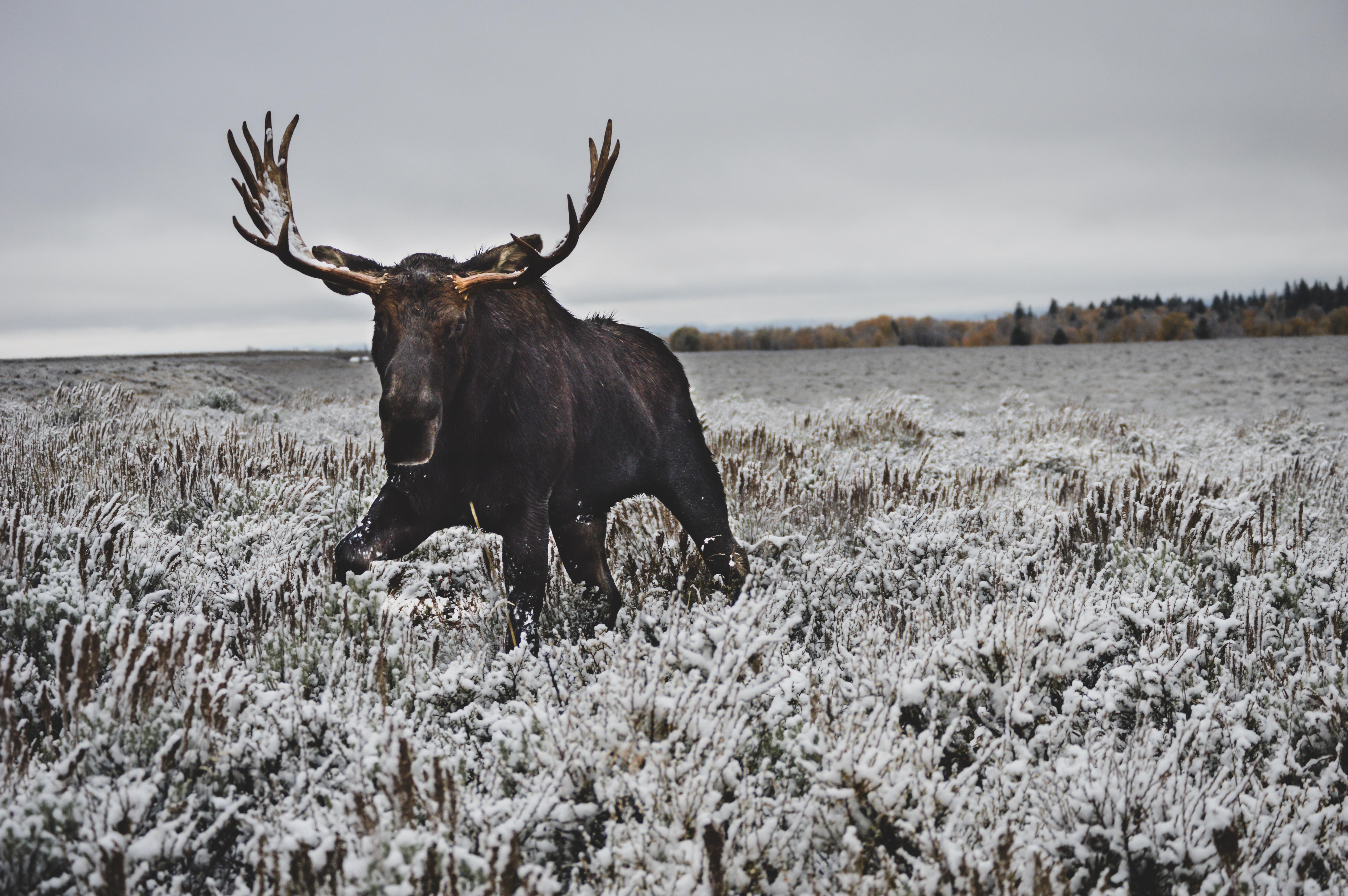 A moose in Grand Teton. Shot safely from inside my vehicle. Others were
