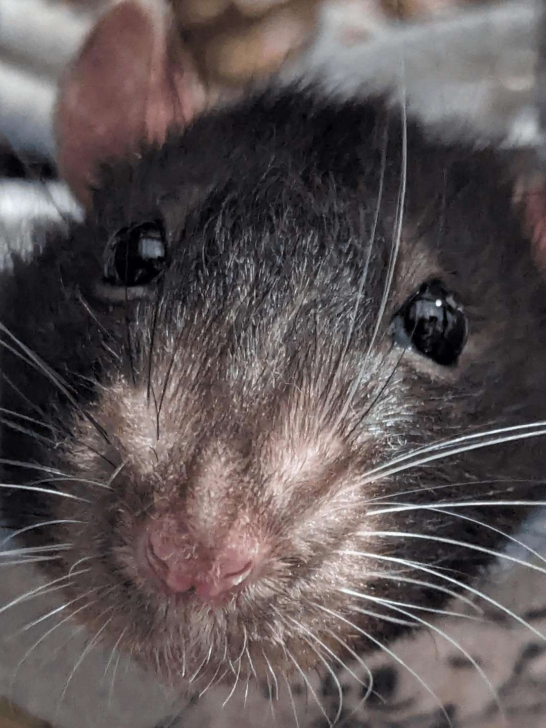 Next time you buy boba, think... Is it really worth it 😢😢😢 r/RATS