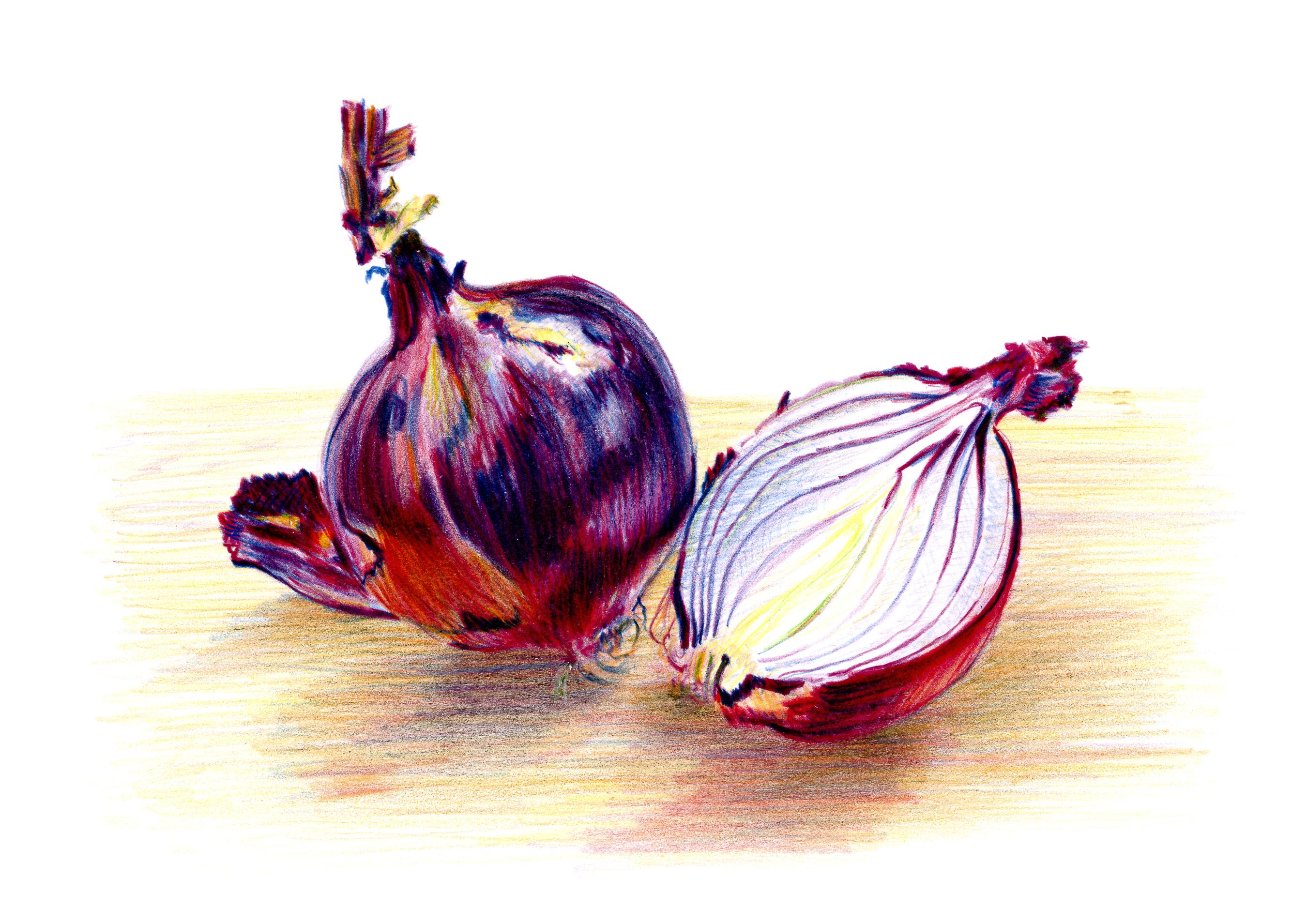 My Observational Color Pencil Drawing Of Whole And Halved Red Onion r