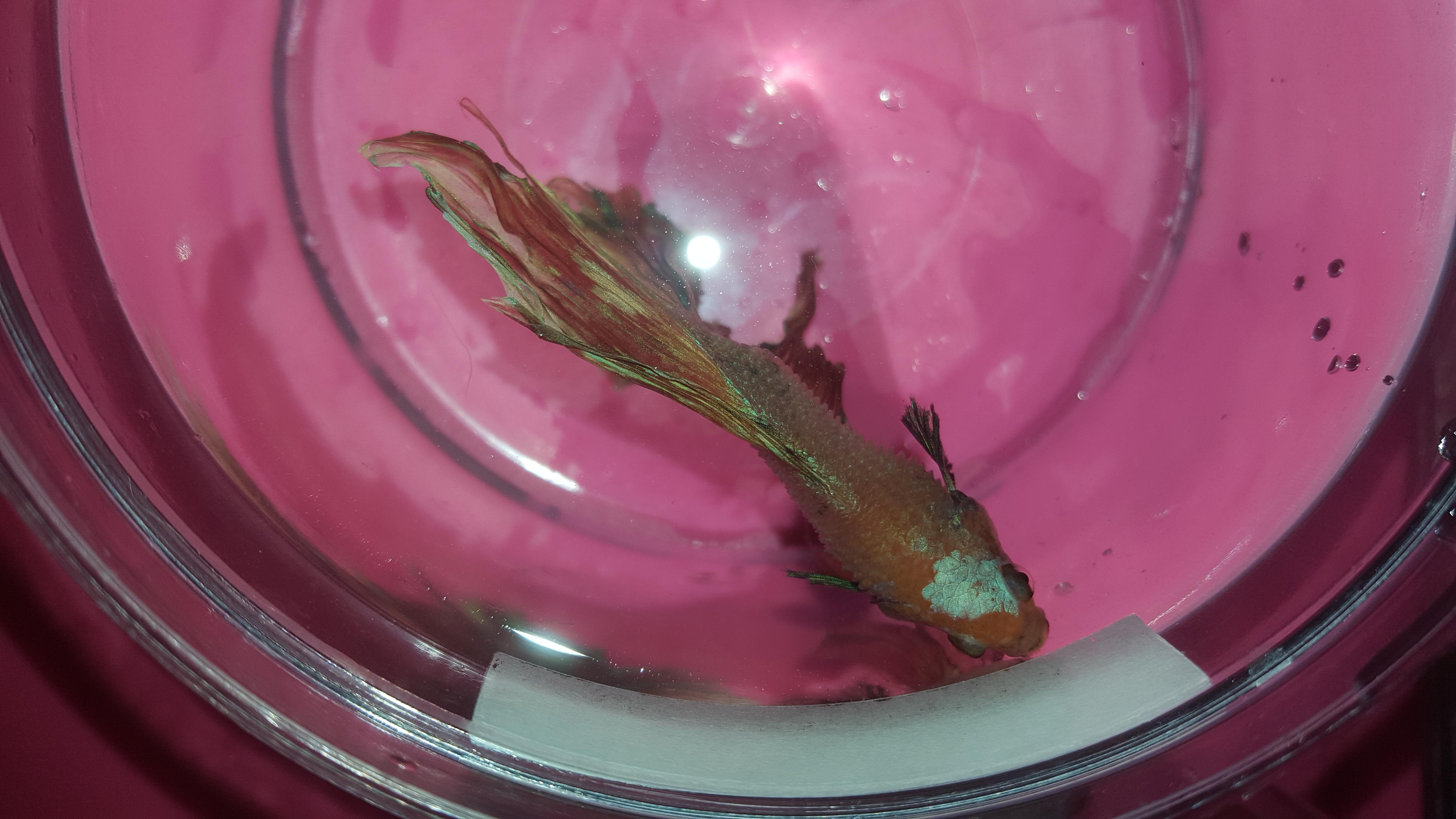 Is my fish pineconing? I honestly can't tell, but some of his scales