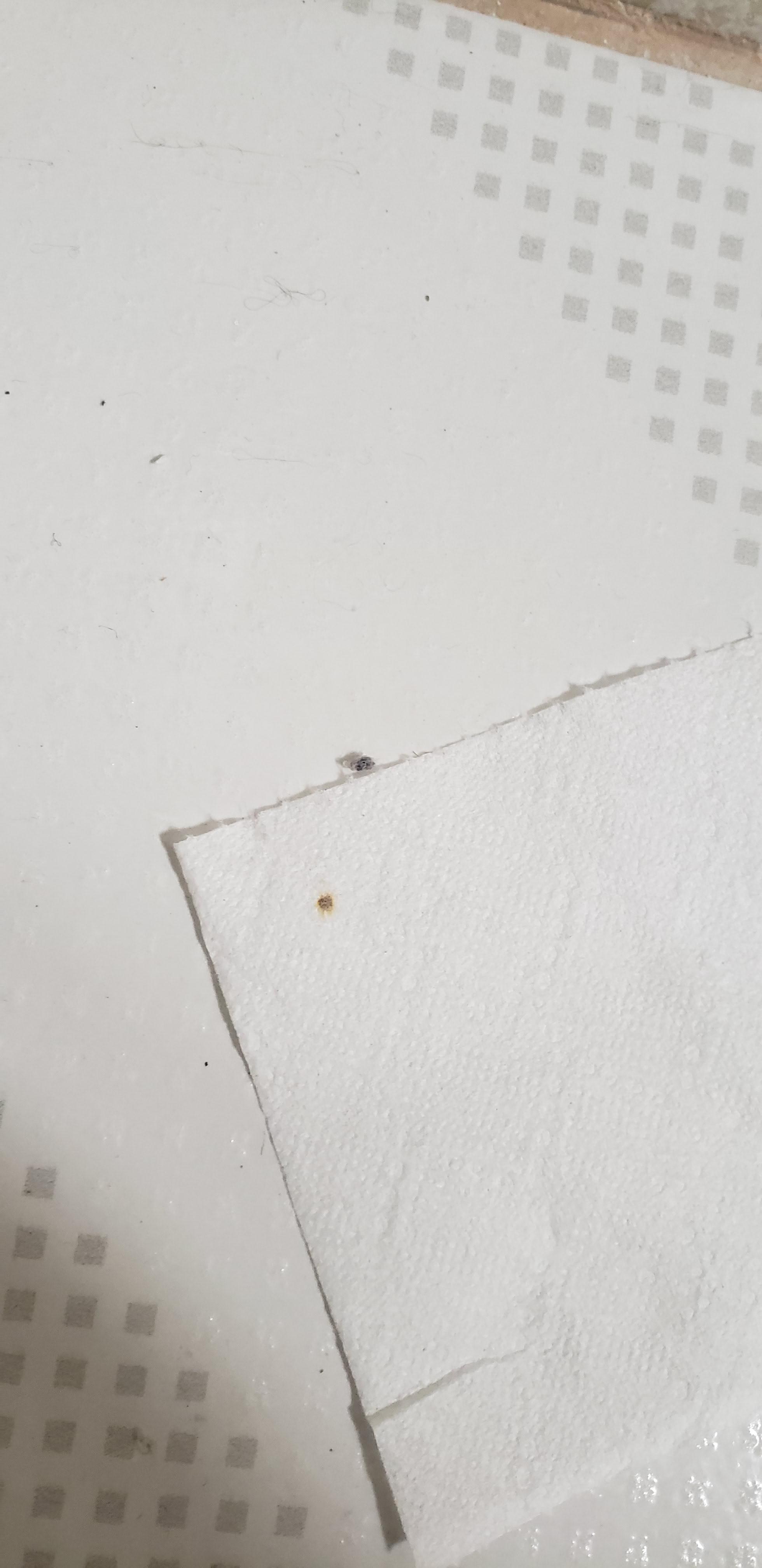 There is a BROWN spot in my toilet paper, why? Just why? r/mildlyinfuriating