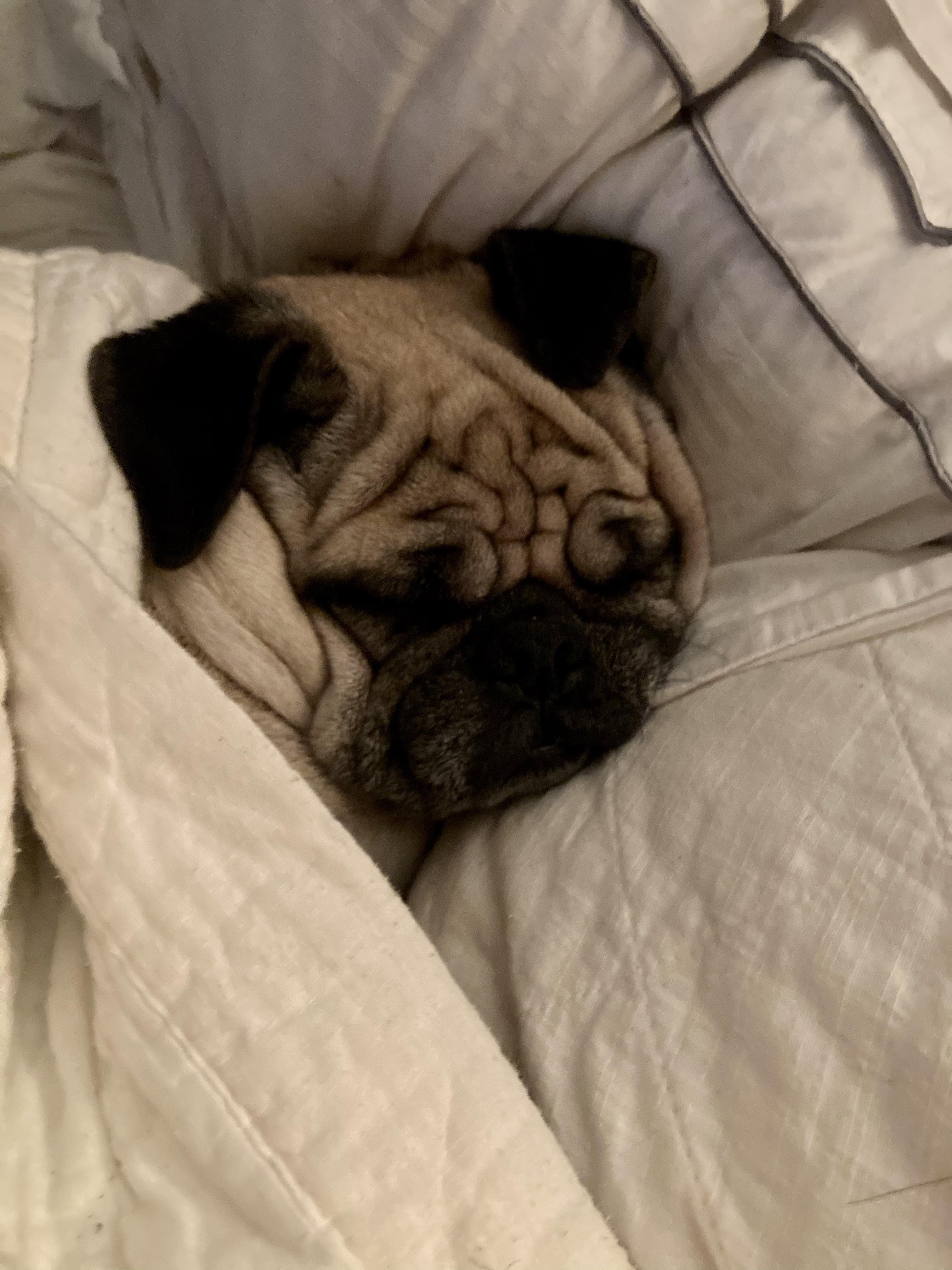 Bed Pug r/pugs