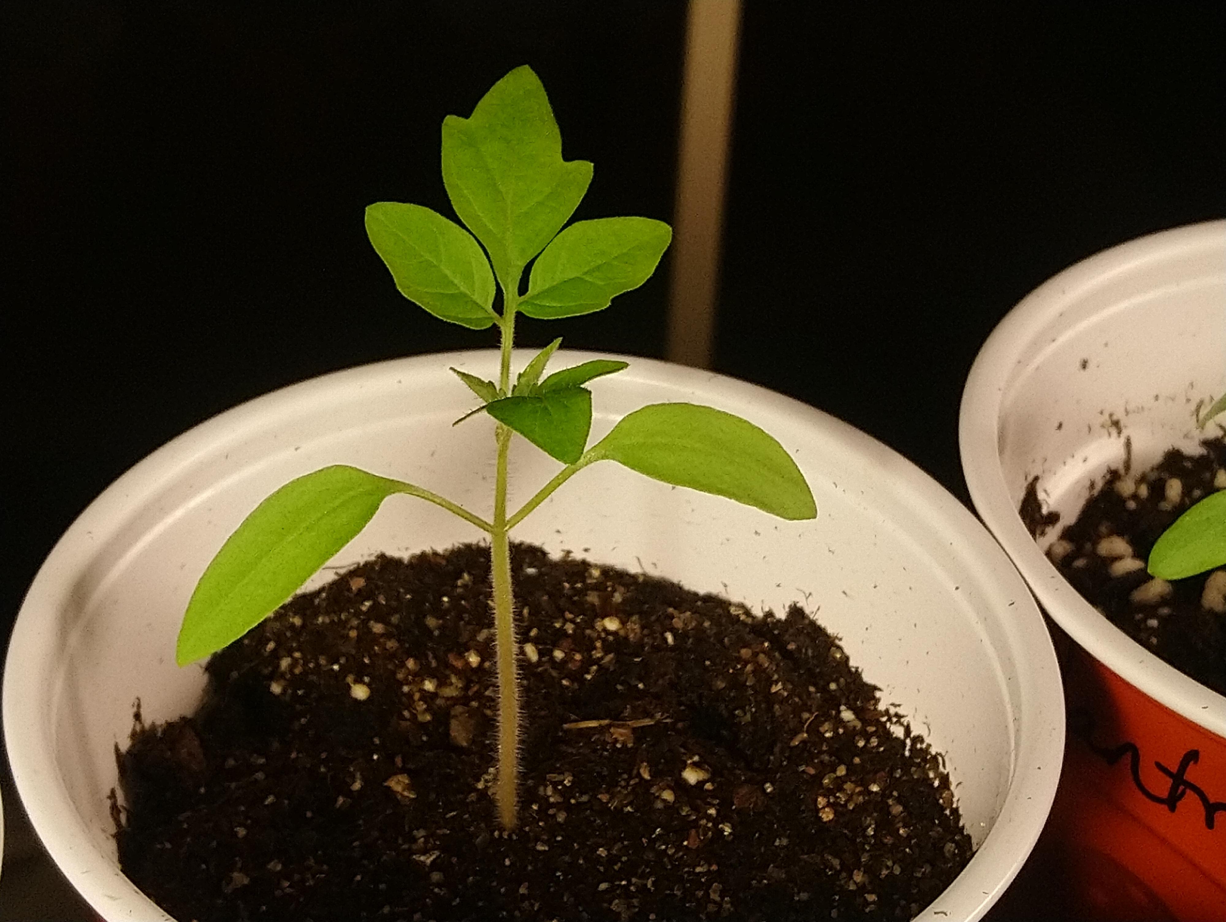 This is out cherry baby tomato plant that has an attitude problem. It