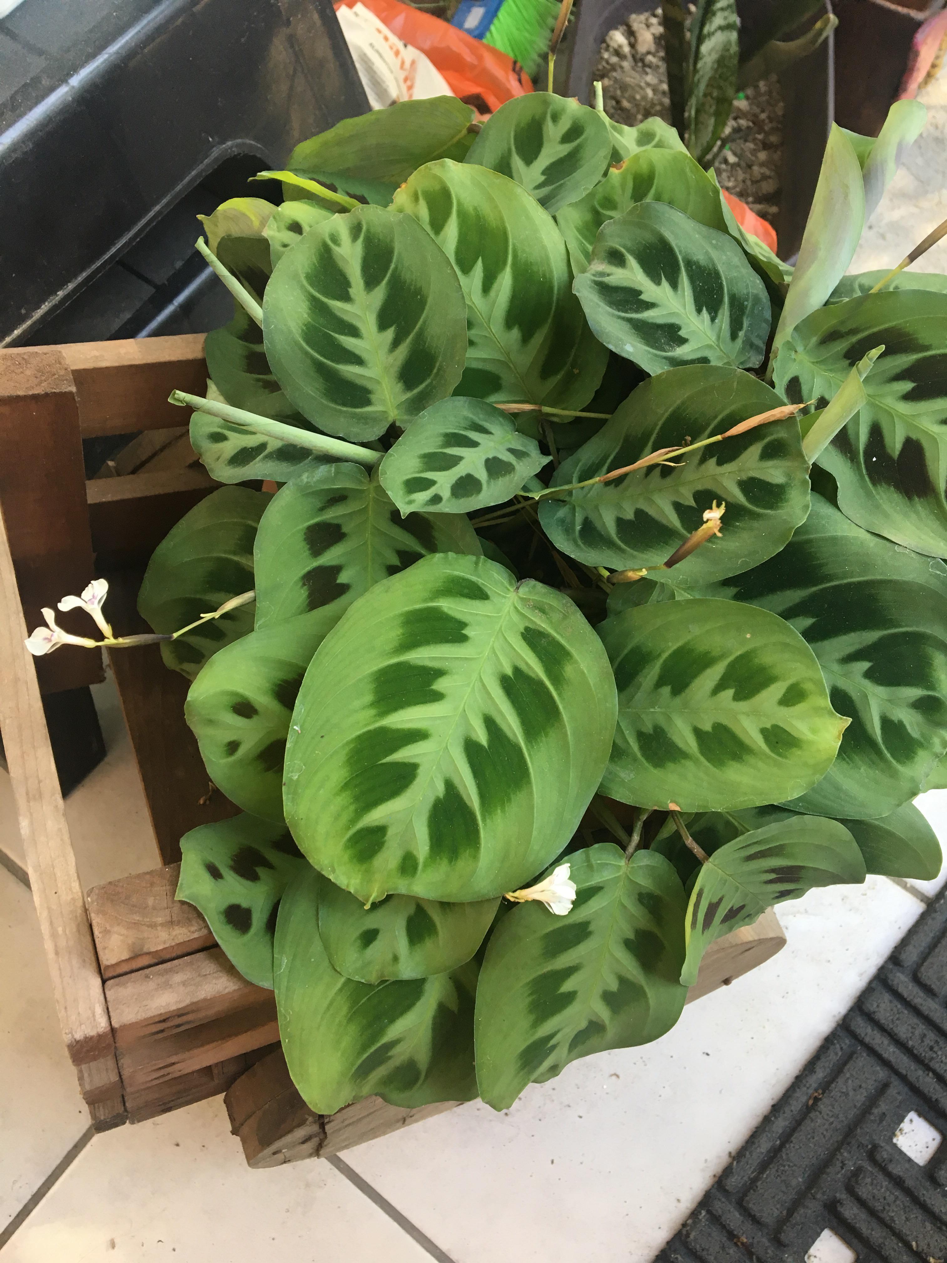 What plant is this? Its leaves close at night r/whatsthisplant