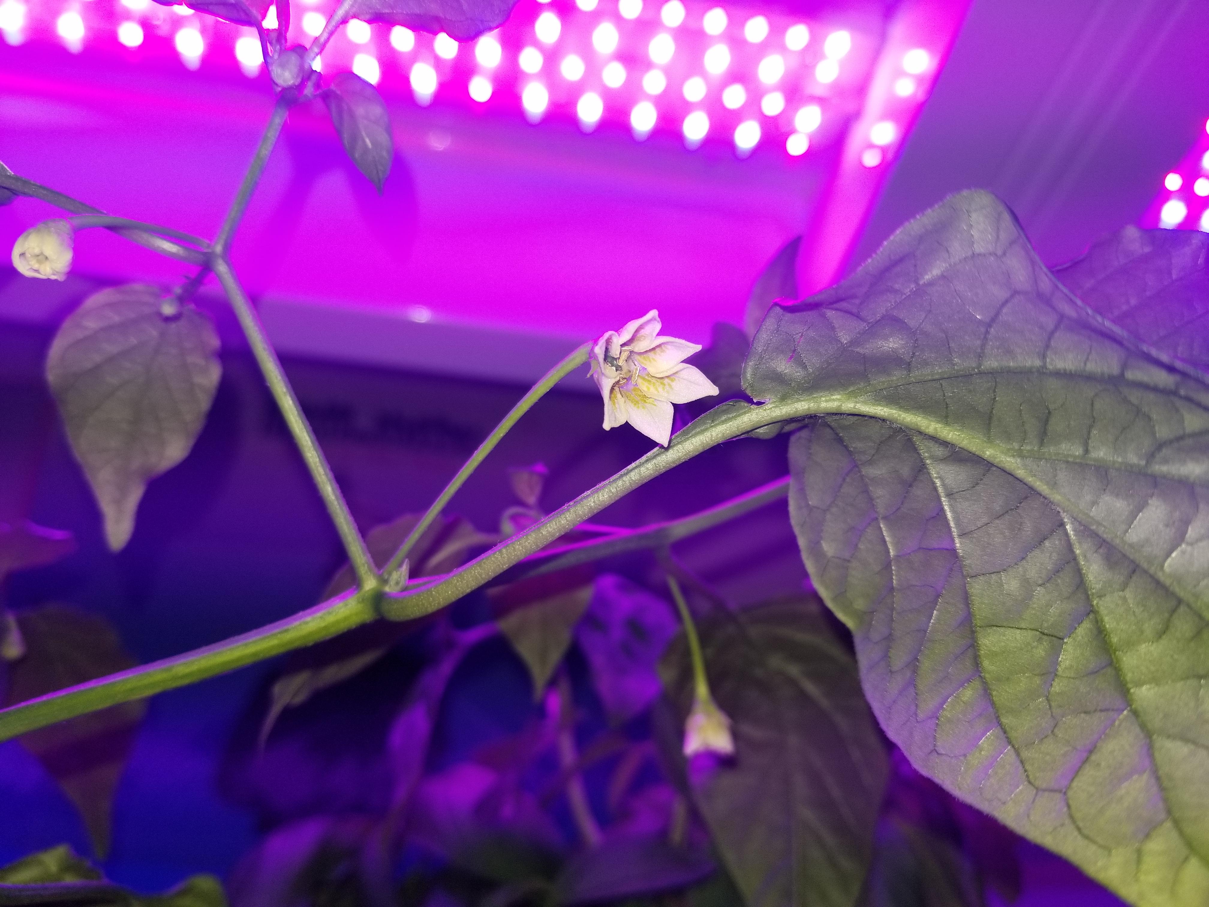 After nearly 7 months my jalapeno plant is flowering