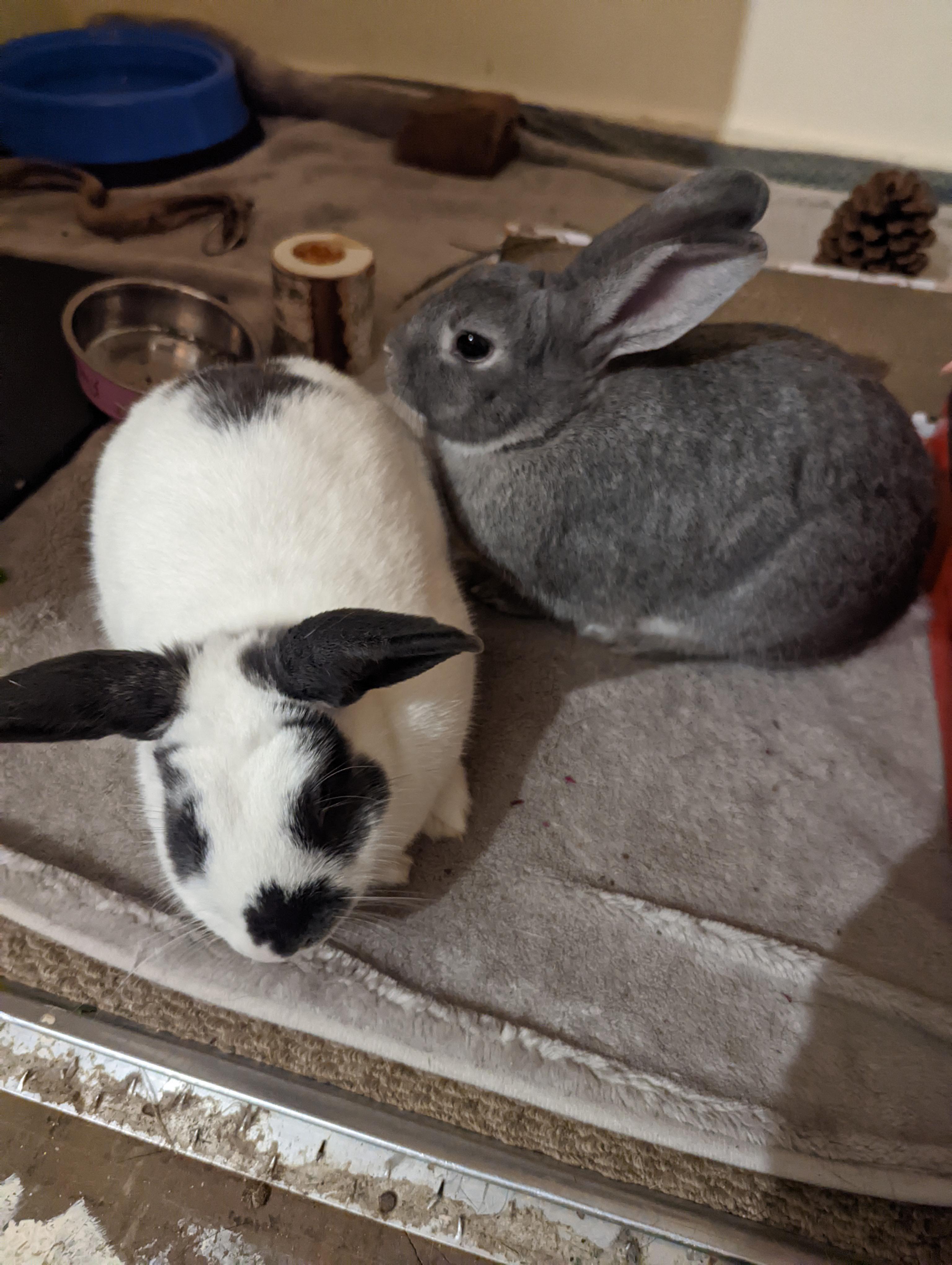 can you make two bonded rabbits accept a third? r/Rabbits