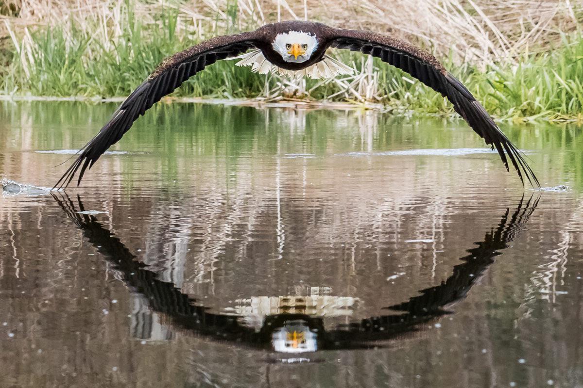 A perfectly symmetrical bald eagle photo taken by Steve Biro, a