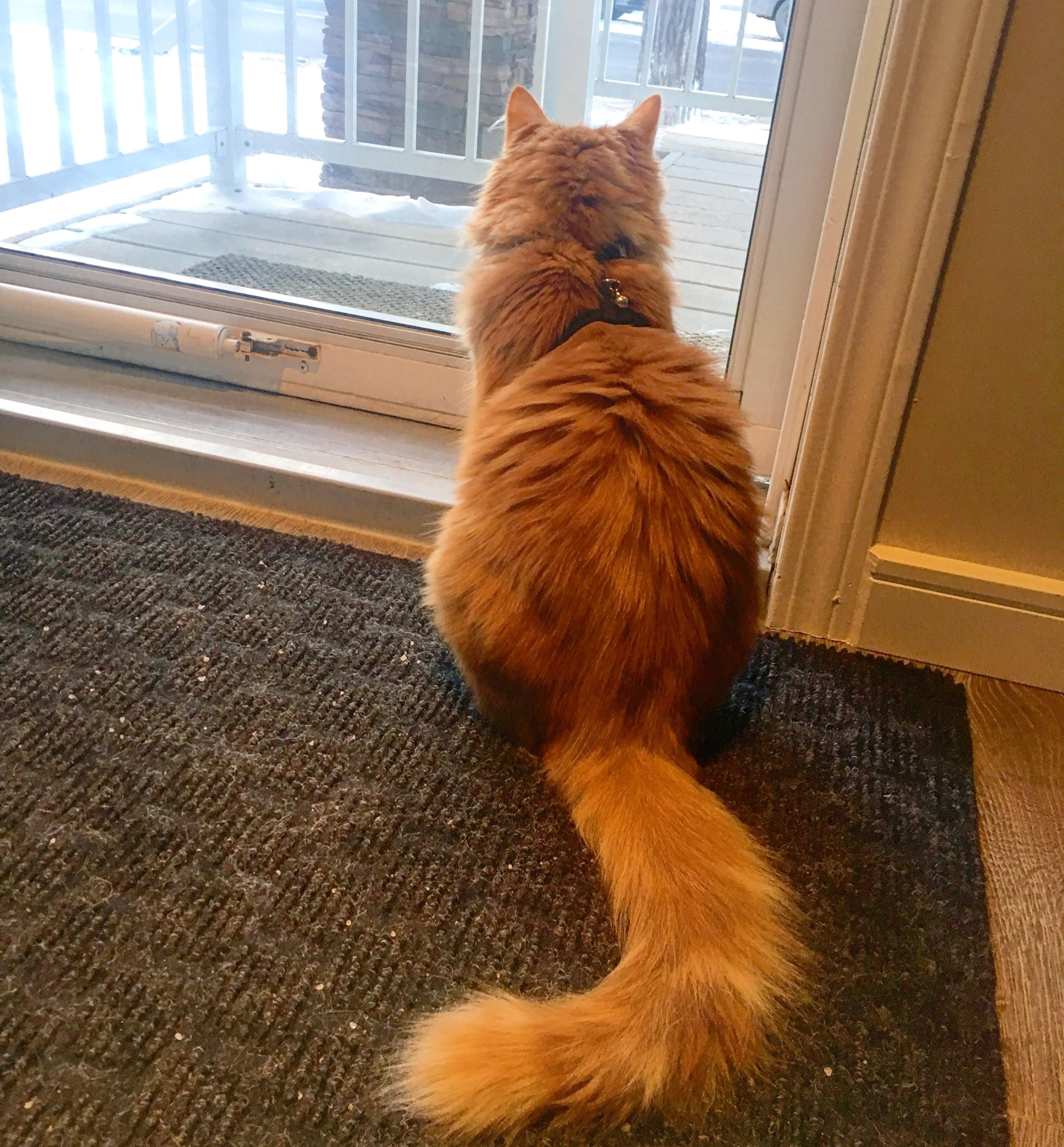 Our dog stuck in a cat body, 100 walks a day and still trying to escape. r/aww