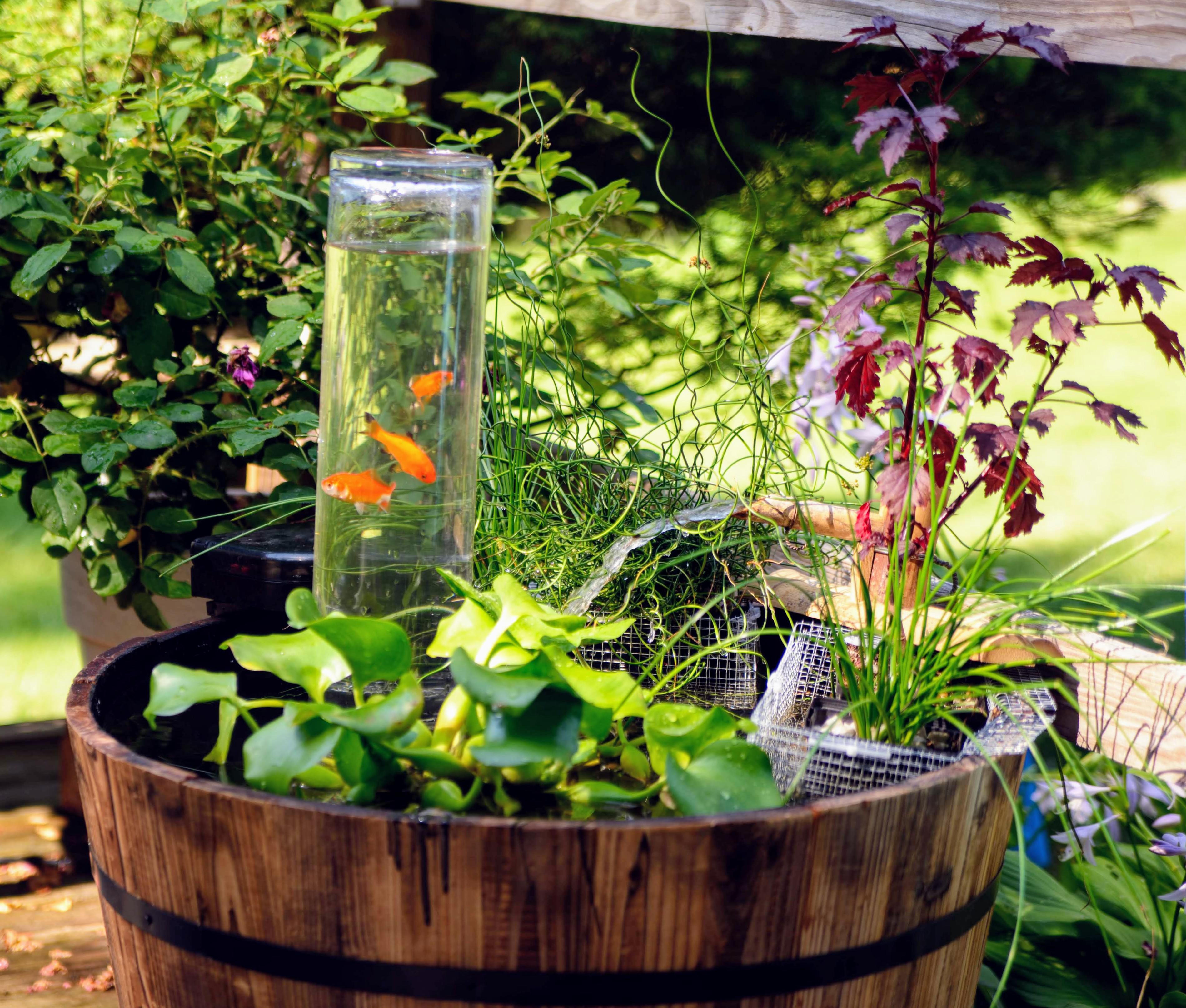 Fish Observation Tower in a Patio Pond r/mildlyinteresting