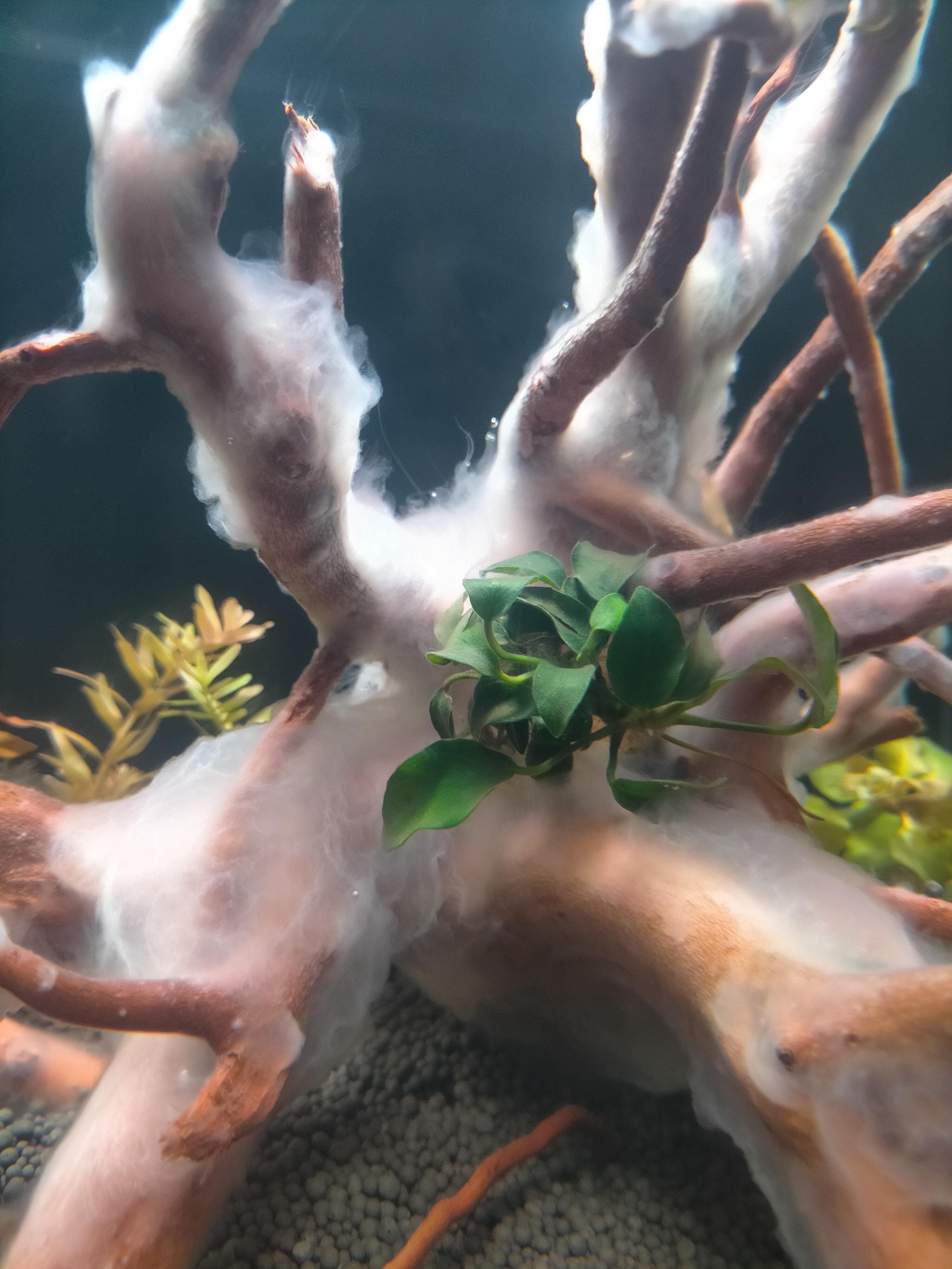 Master of Biofilm r/Aquariums