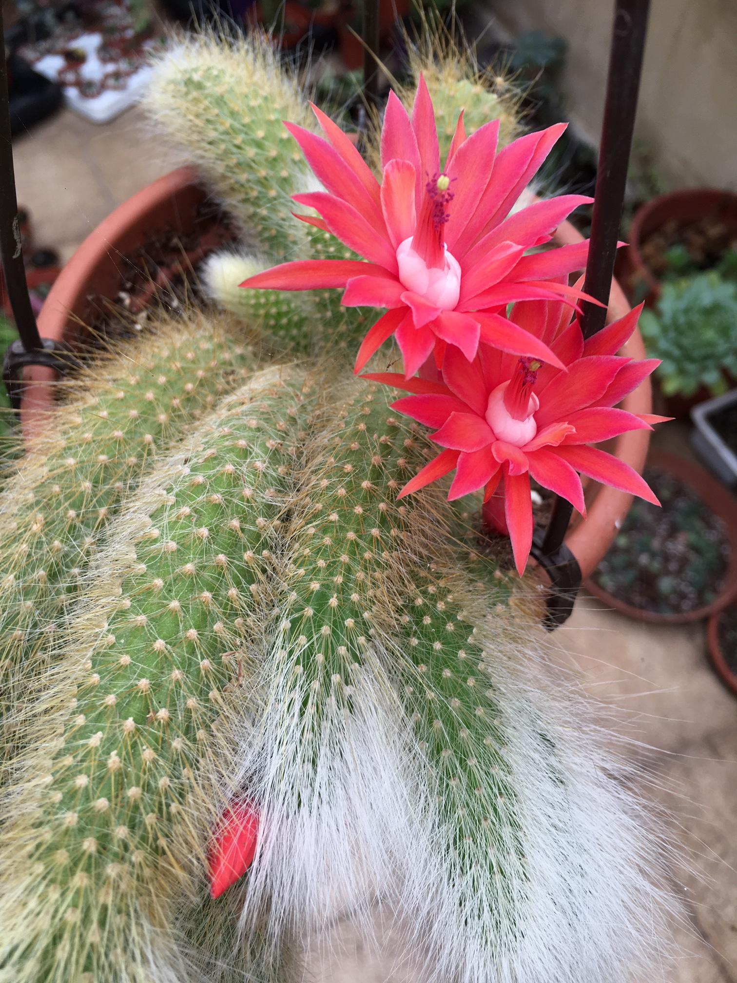The monkey tail cactus flowers opened today (Cleistocactus