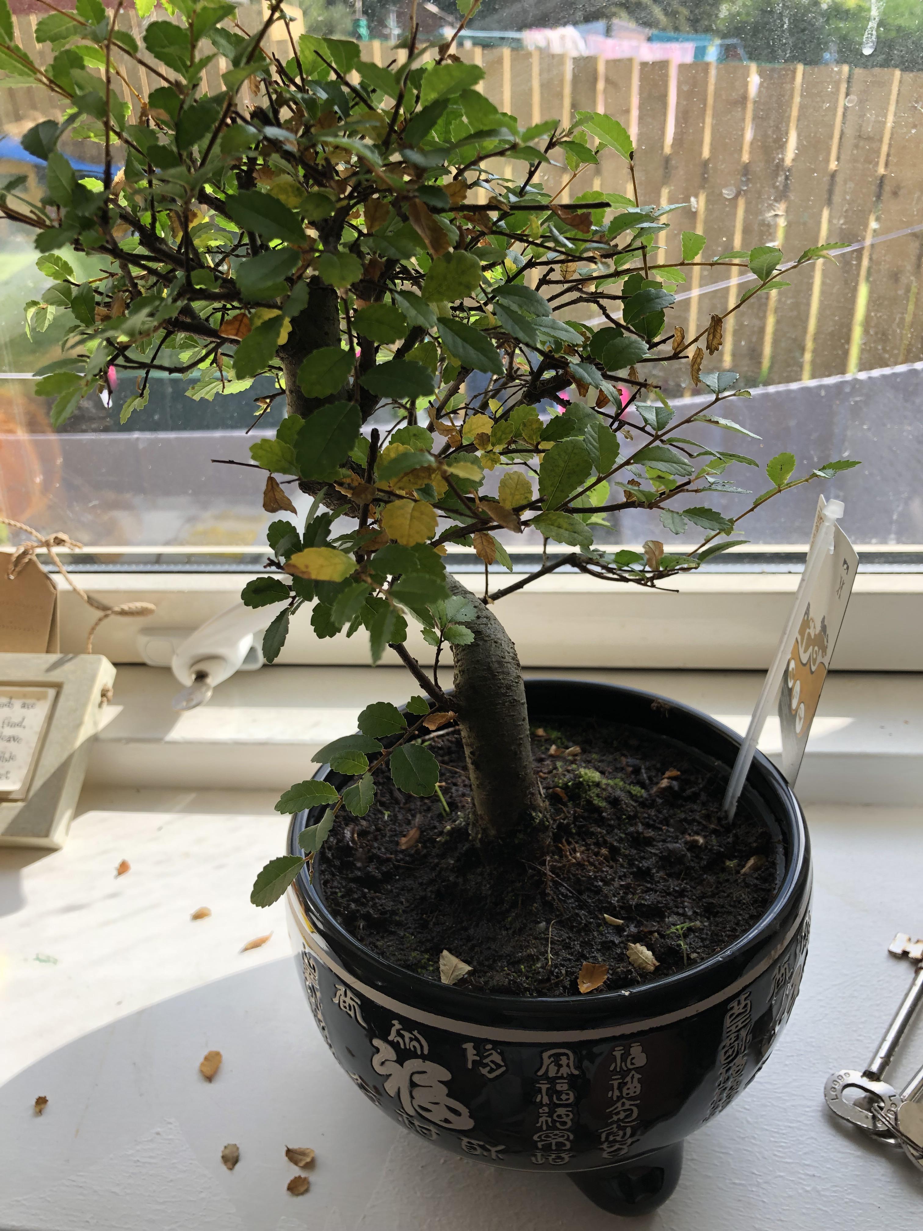Just got a new bonsai tree! How often do I need to water it and how do