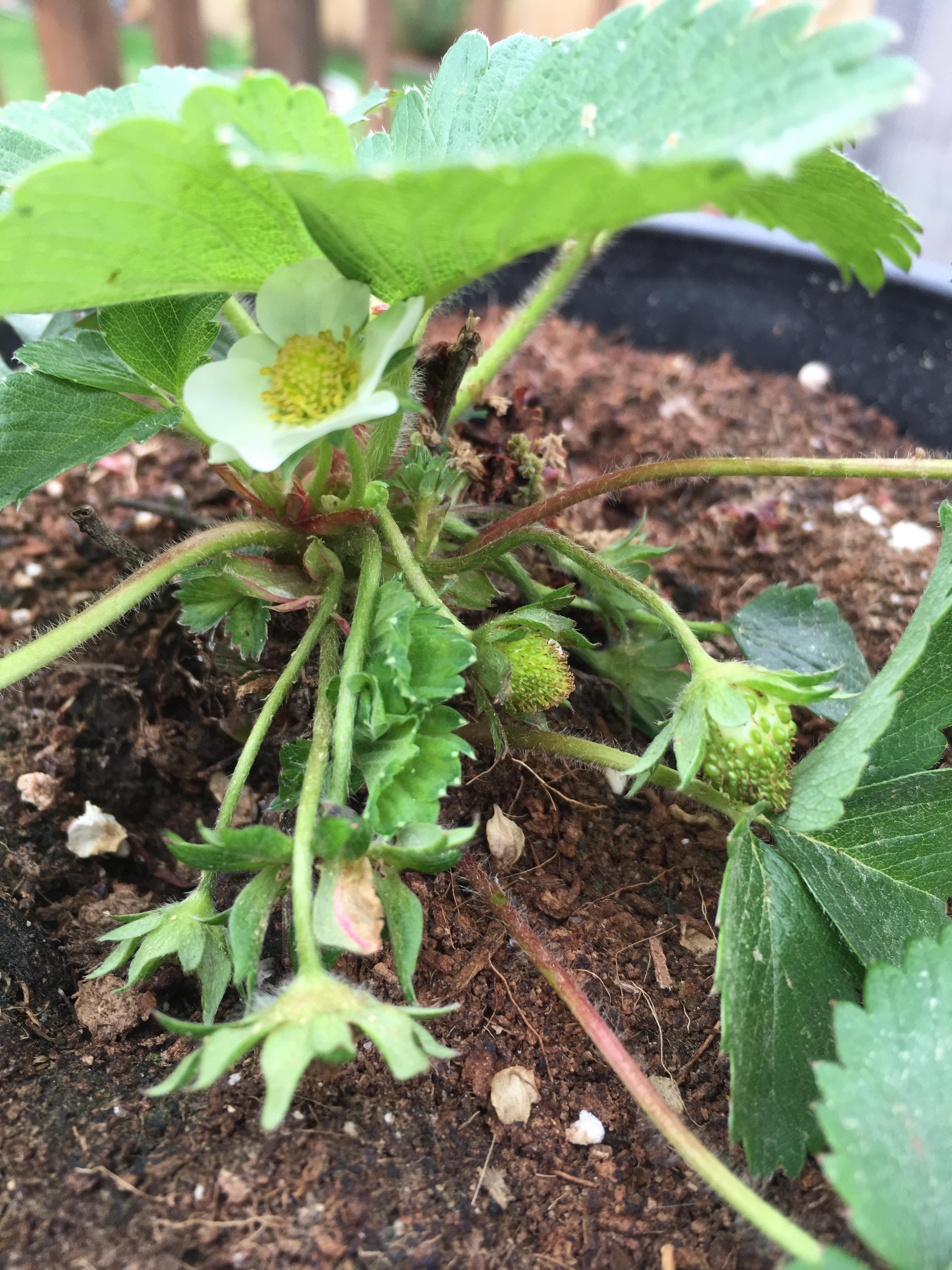 Strawberries! r/gardening
