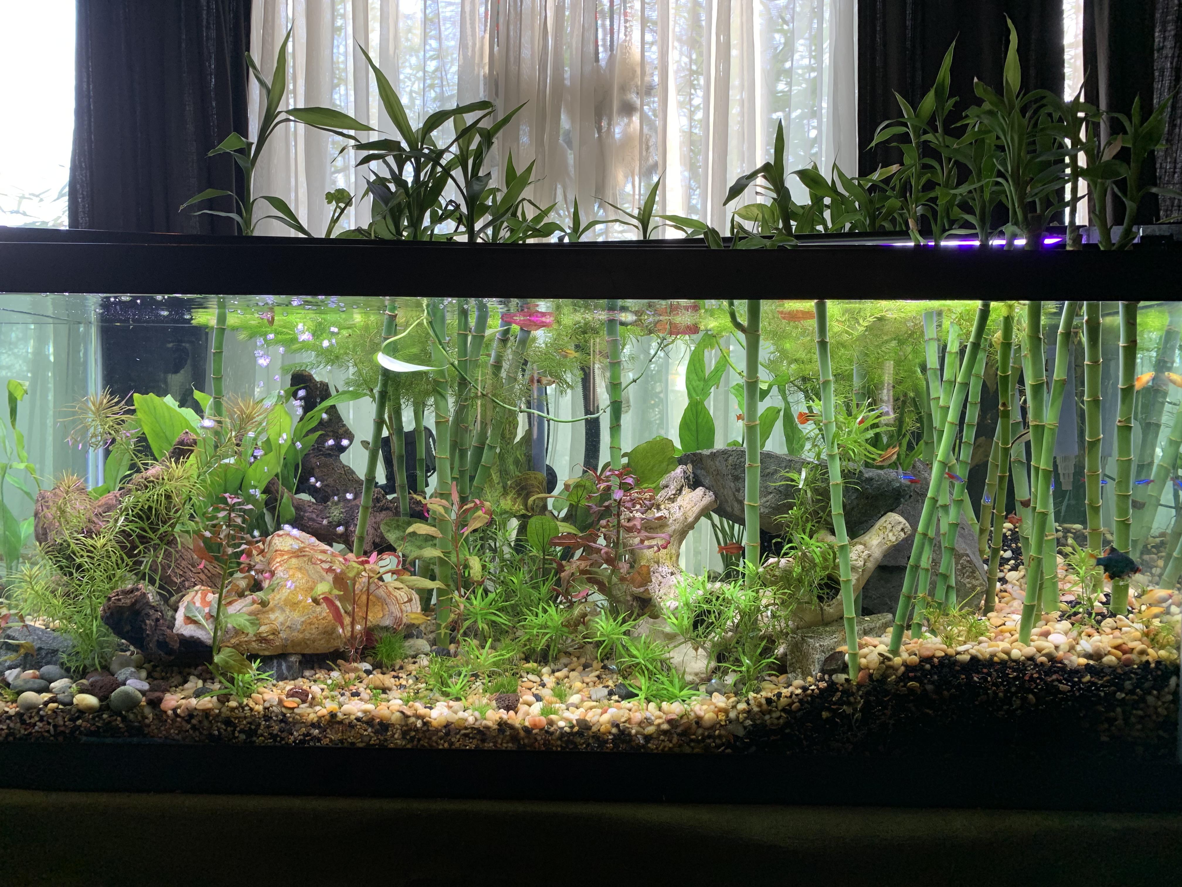 Bamboo garden. r/PlantedTank