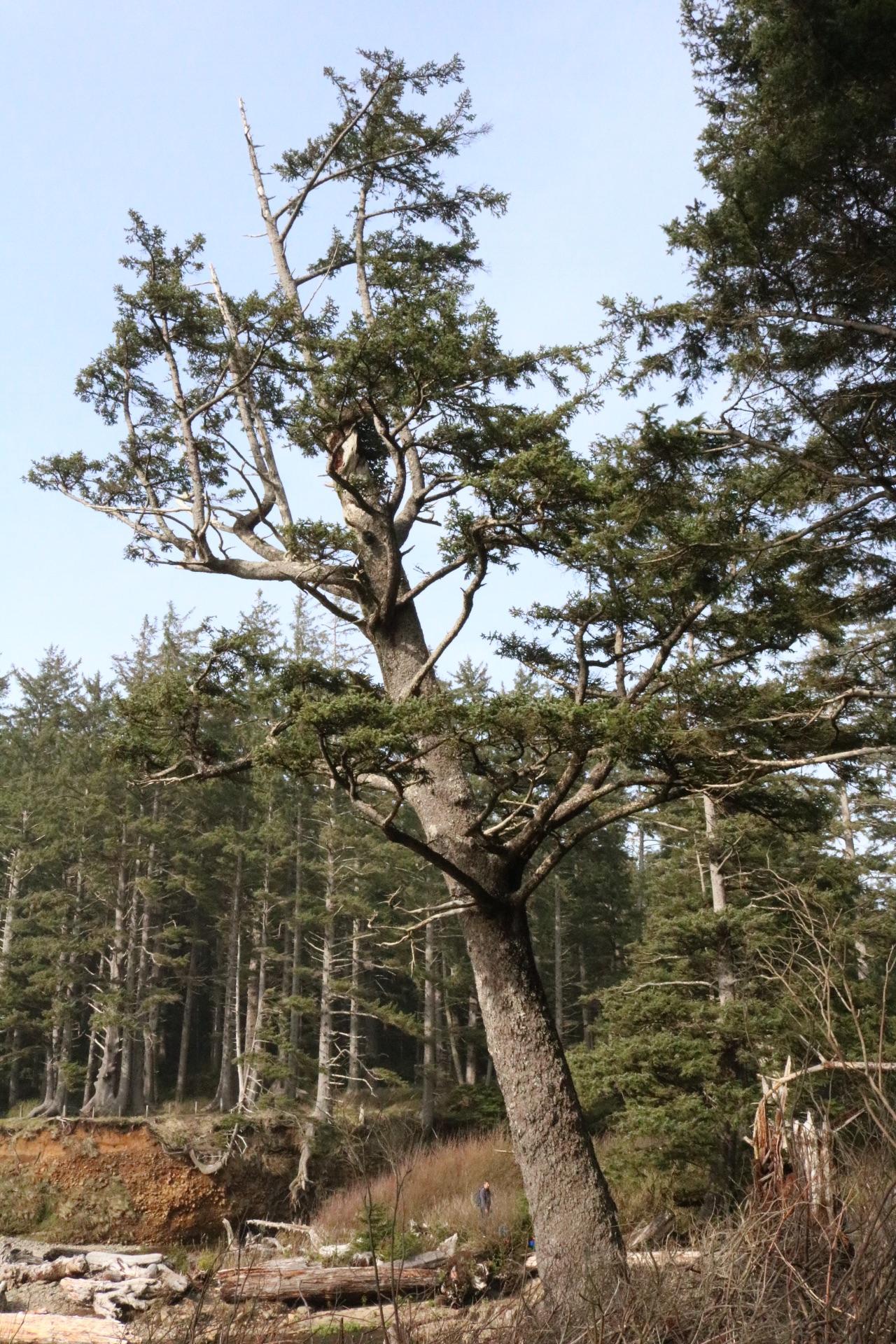 Bonsai inspiration from the Oregon coast, an impressive old Douglas Fir