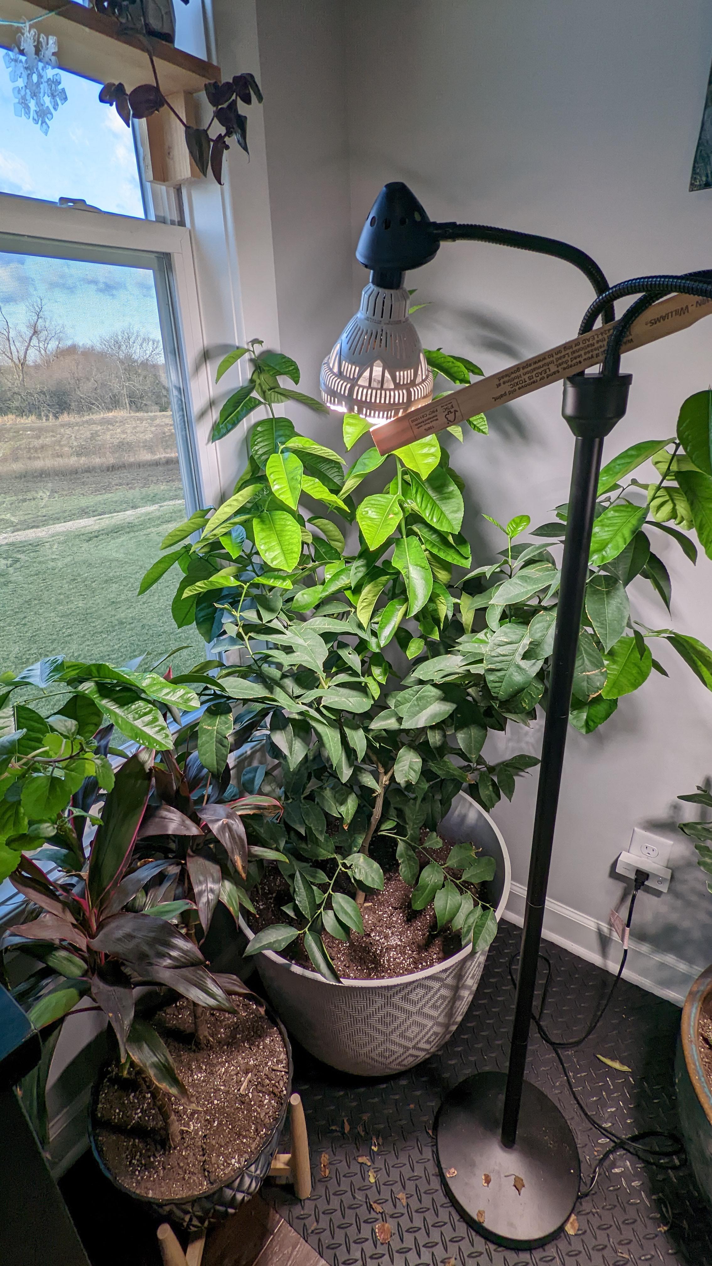 Meyer lemon tree. Using an LED grow light on a timer. Are the enlarged