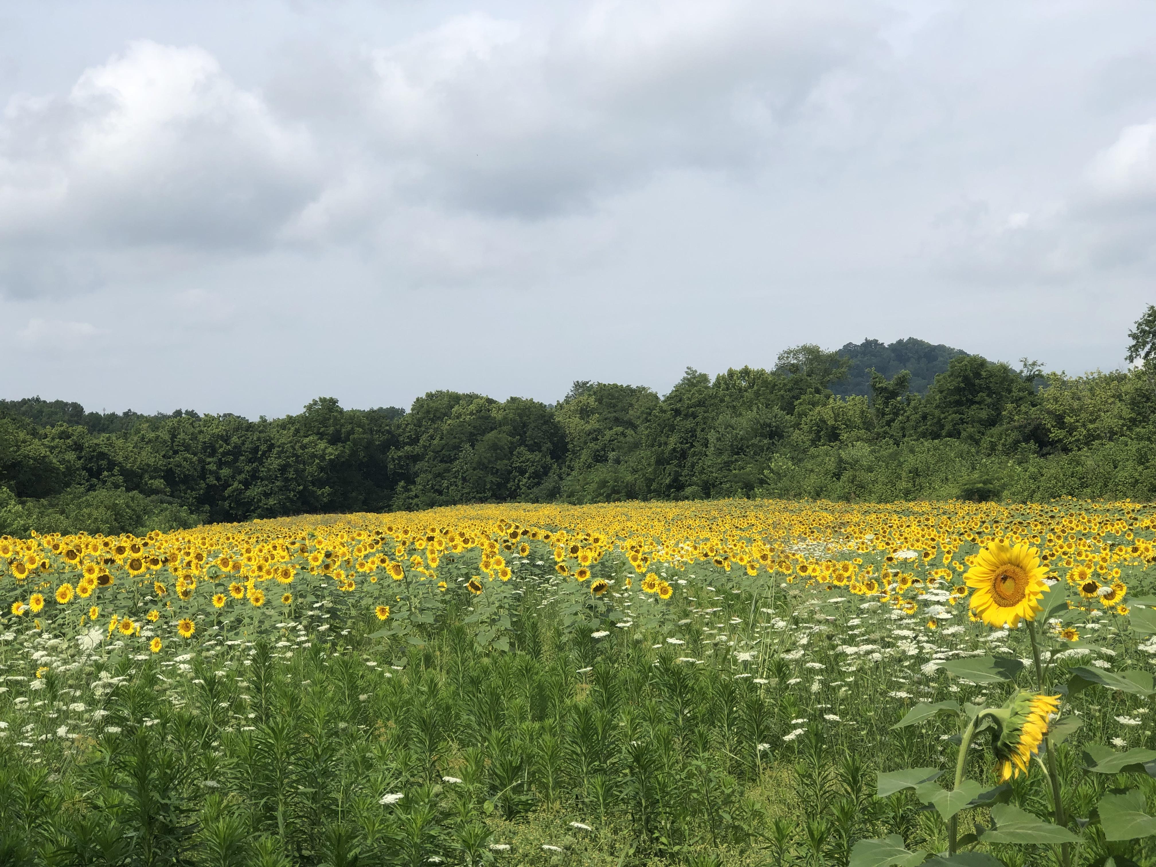 Sunflower gazing today near Knoxville TN. r/gardening