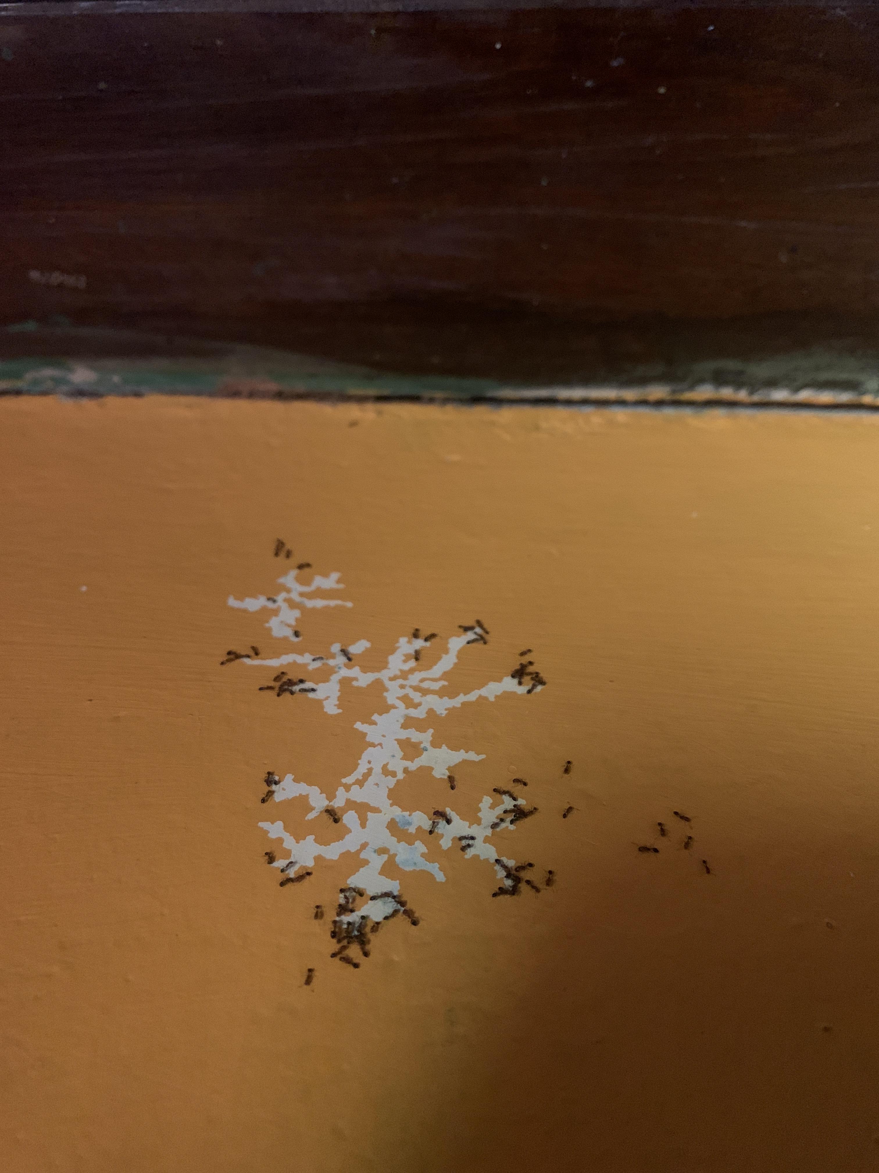 Why are the ants eating paint ? r/WTF