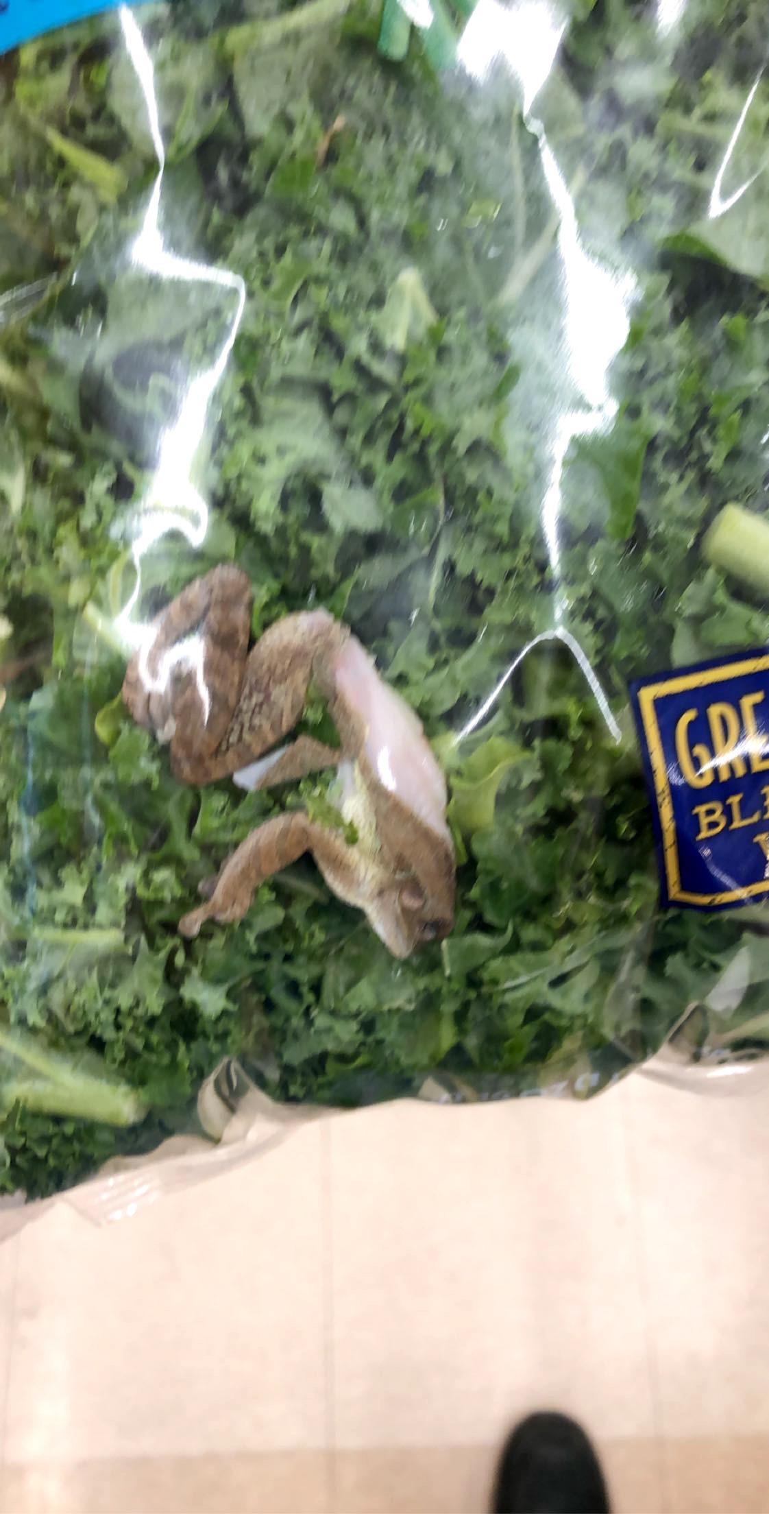 Throwback to when we found a gutted frog in the kale r/kroger