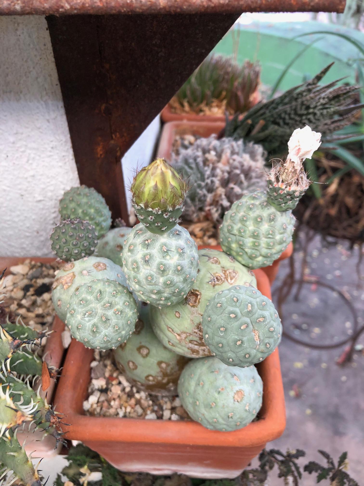 new balls r/cactus