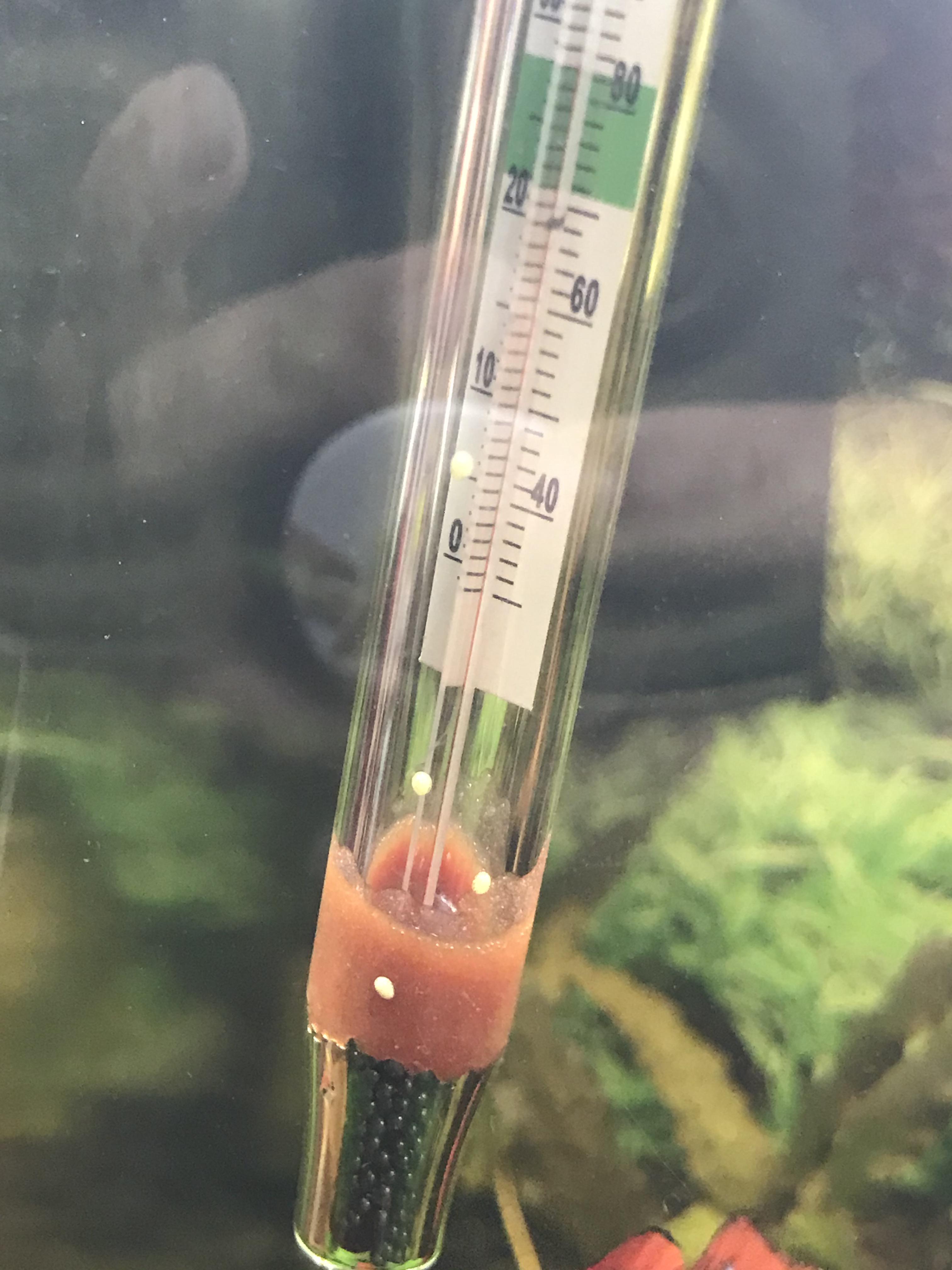 What are these little white dots. I see them everywhere in my tank r/Aquariums