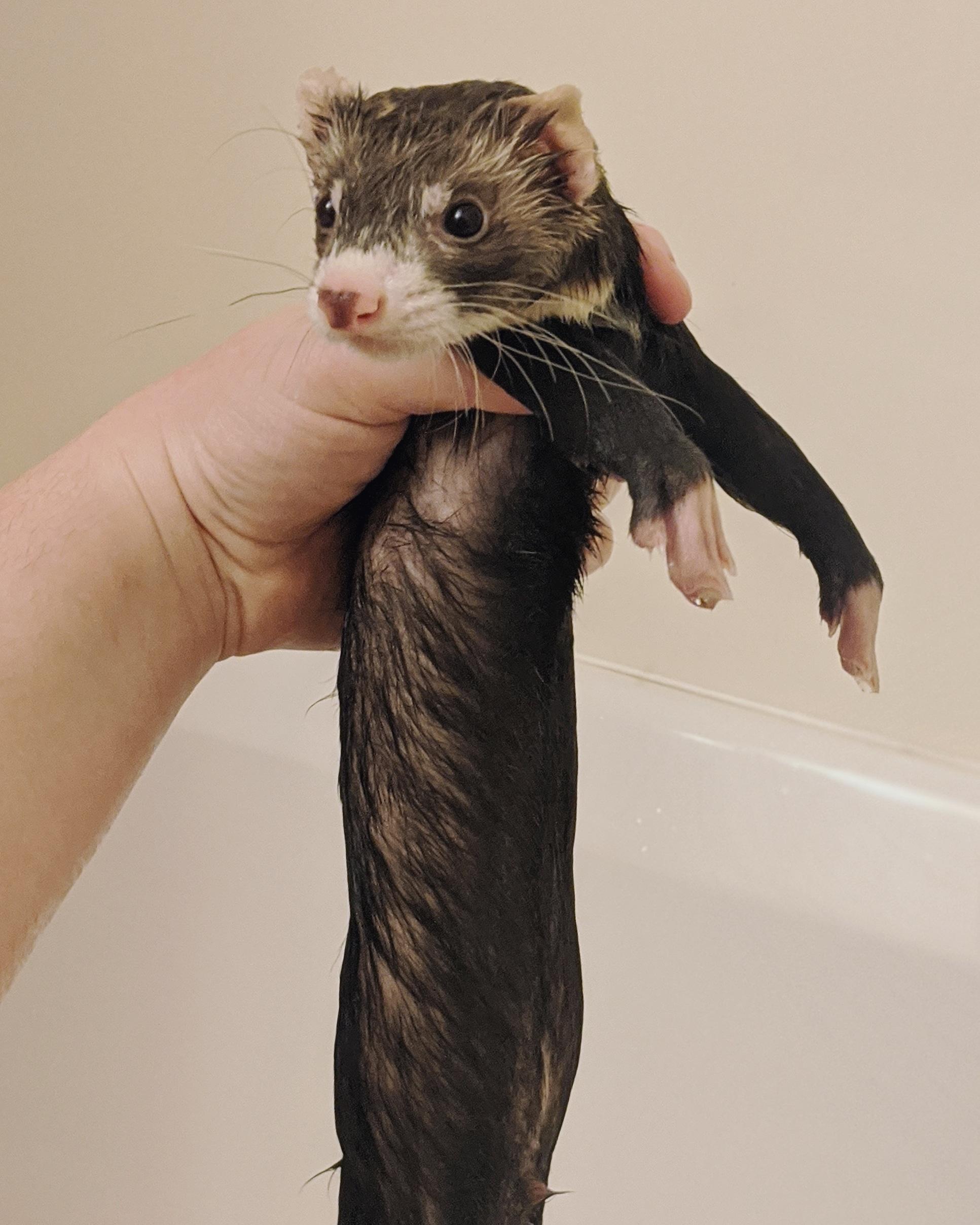 Wet Nuudl r/ferrets