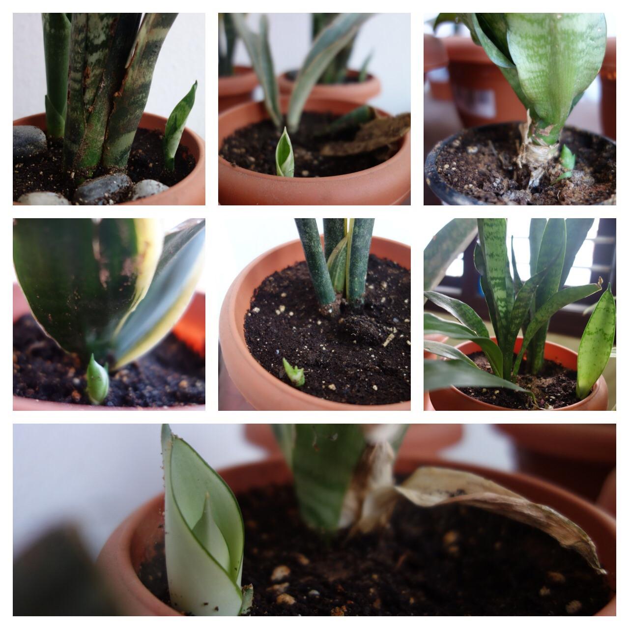 Sansevieria new growth. succulents