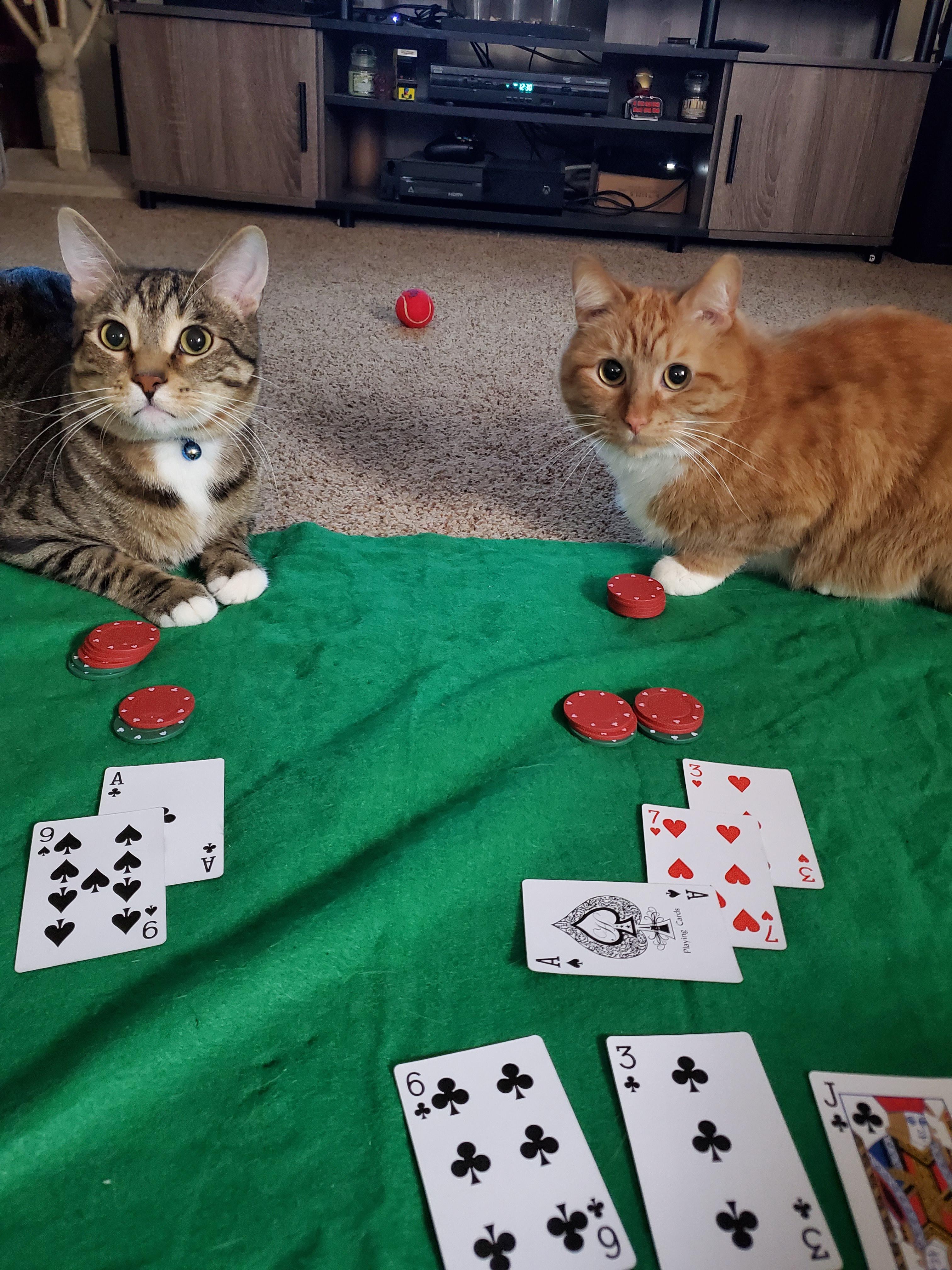 My cats know how to play blackjack now r/funny
