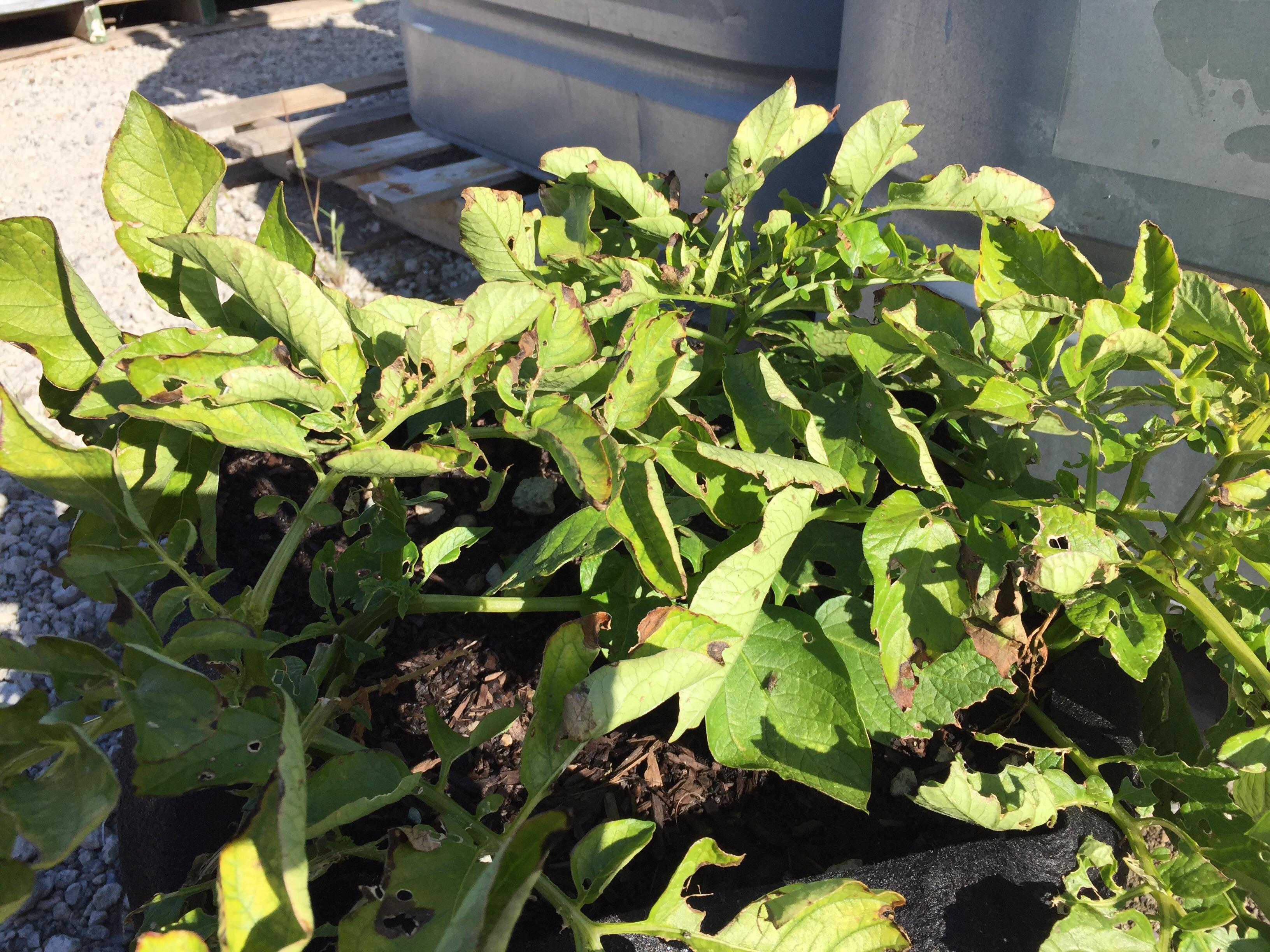 What is burning/eating my potato plant? r/gardening