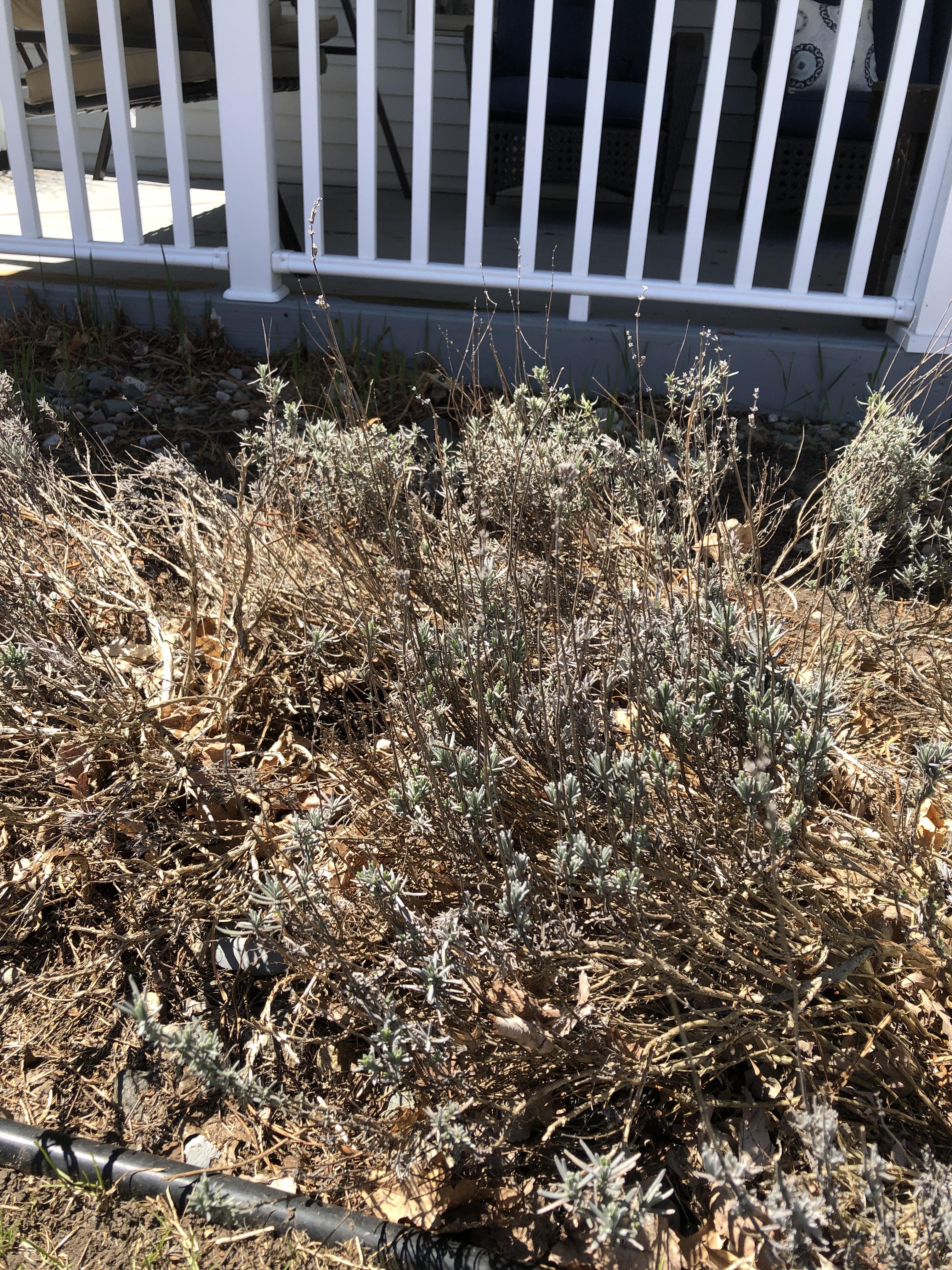 Need help trimming lavender, where do I cut? r/gardening