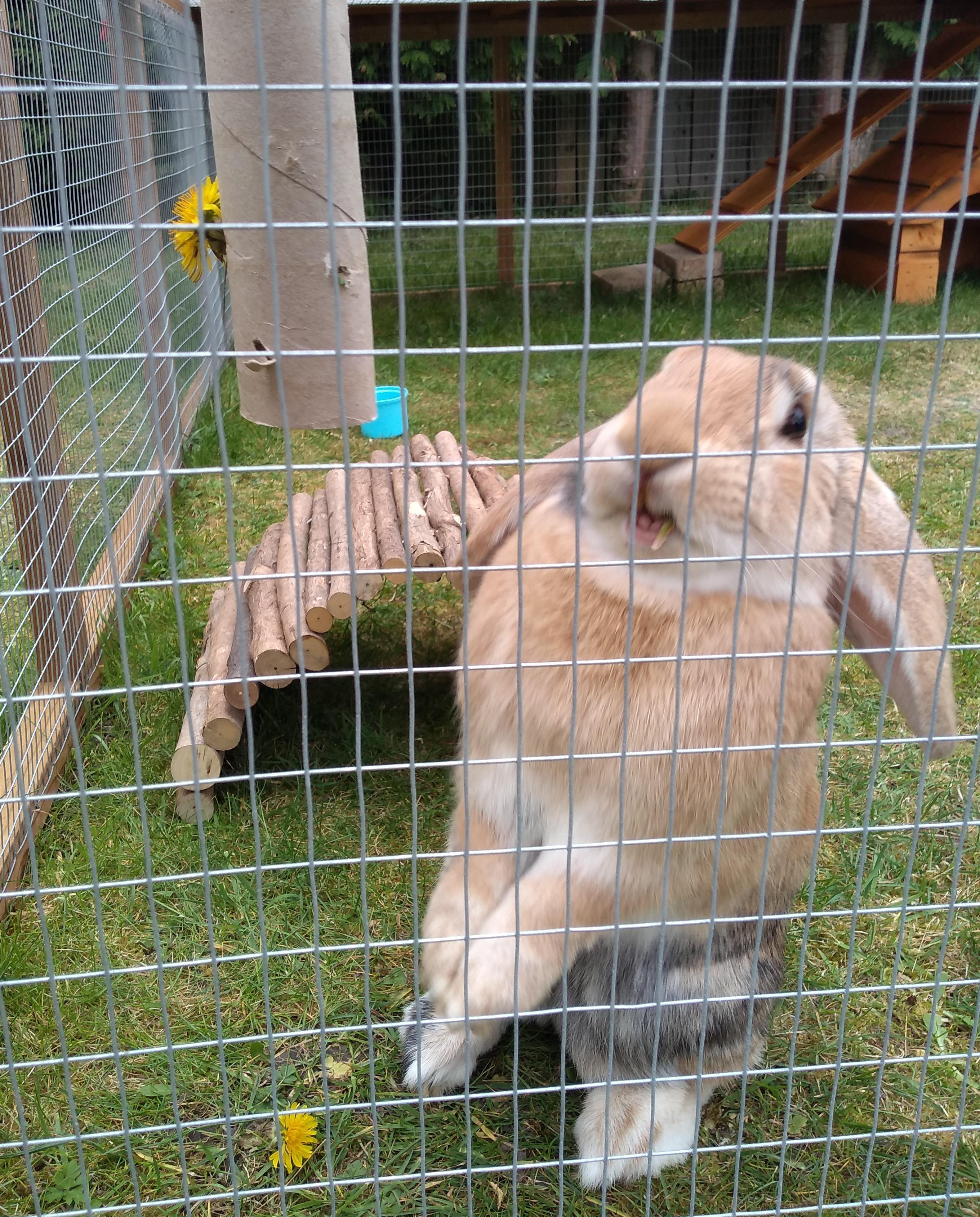 Me makes makeshift forage tube. My bunny ERMAHGERD dandelions!! r
