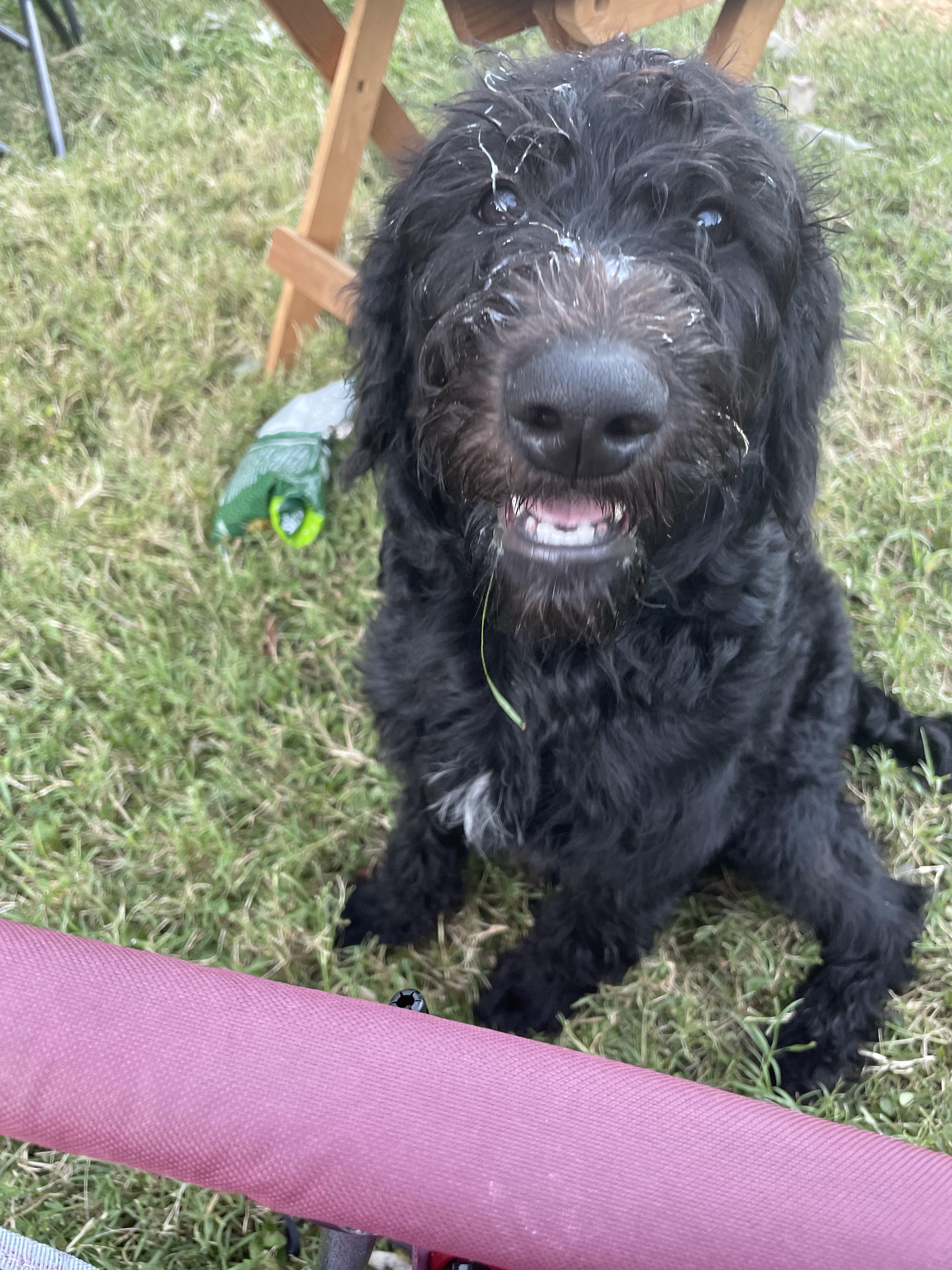 Lottie r/labradoodles