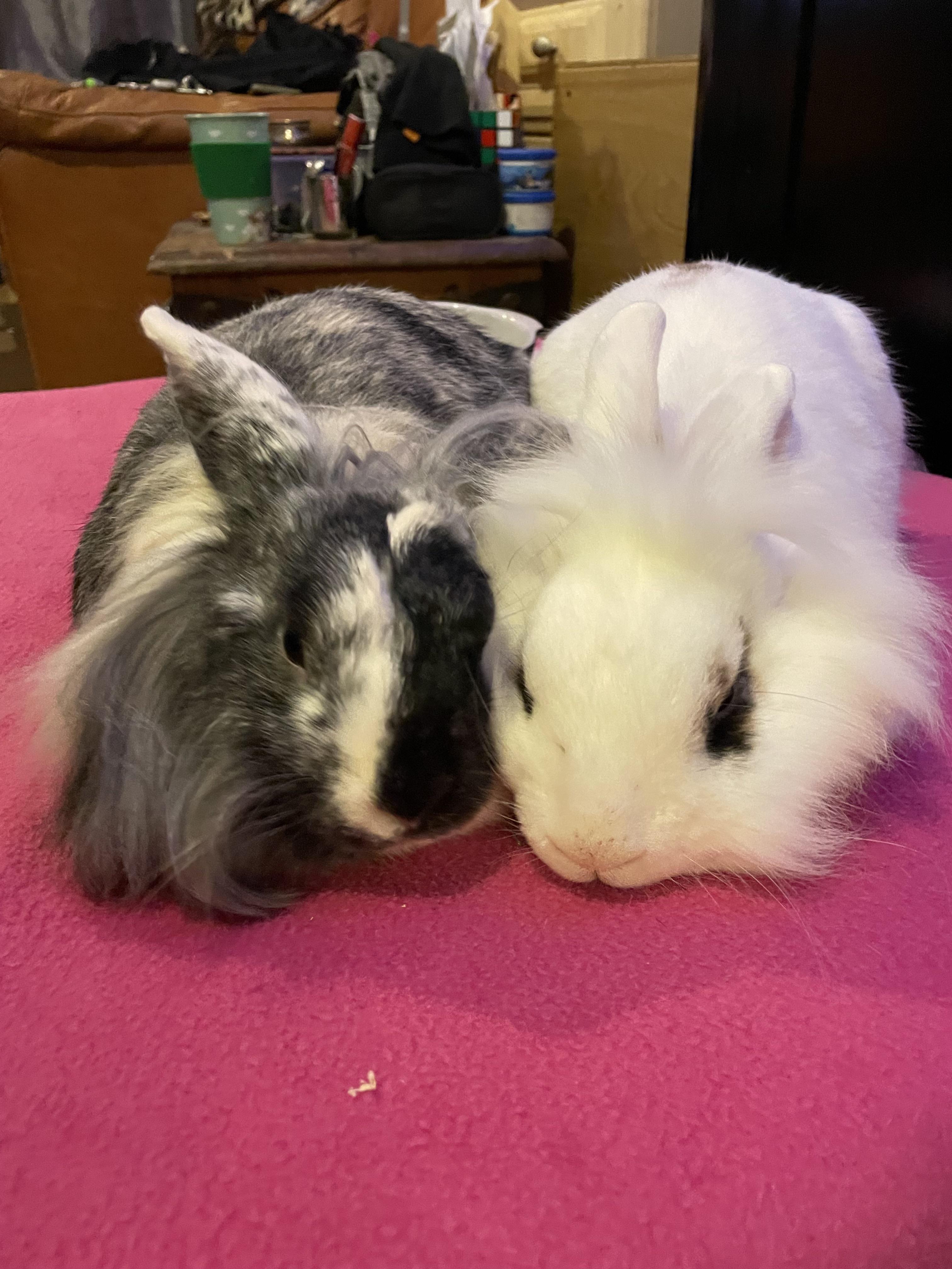 Snuggle bunnies 💖🐇 r/Rabbits