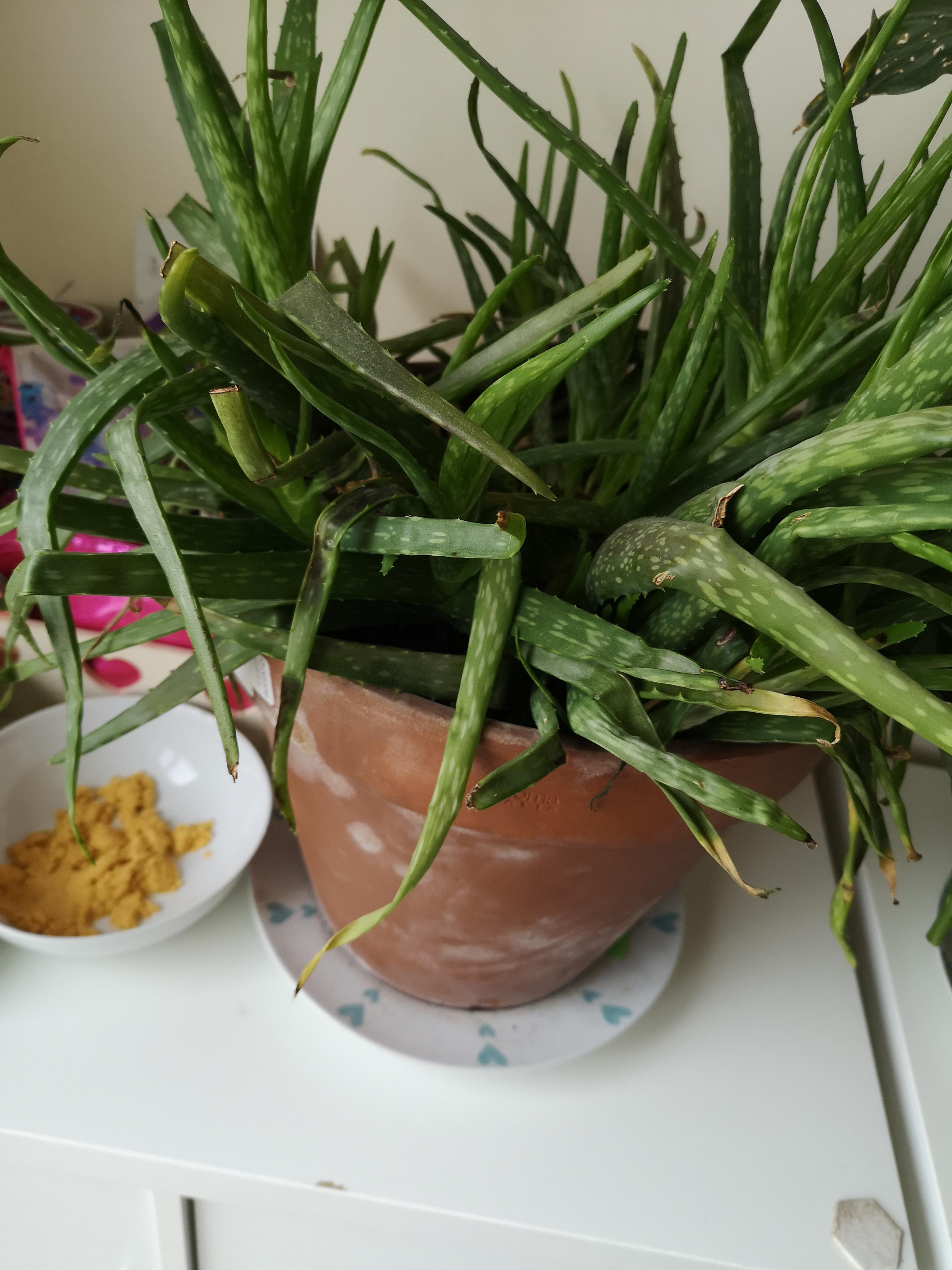 What's wrong with my aloe Vera? Leaves around the side are dying off