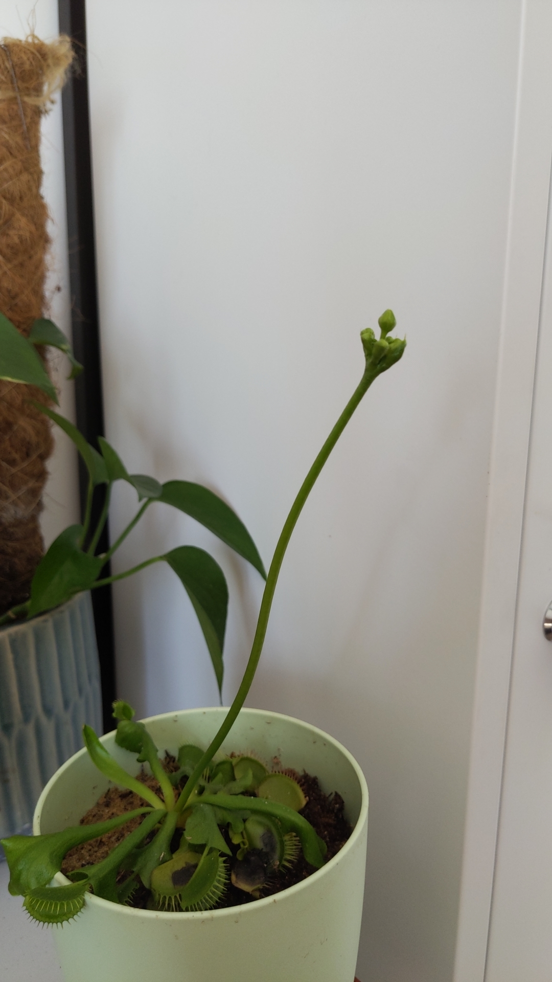 Thought I'd post here, my Venus fly traps flowering 🙌 r/IndoorPlants