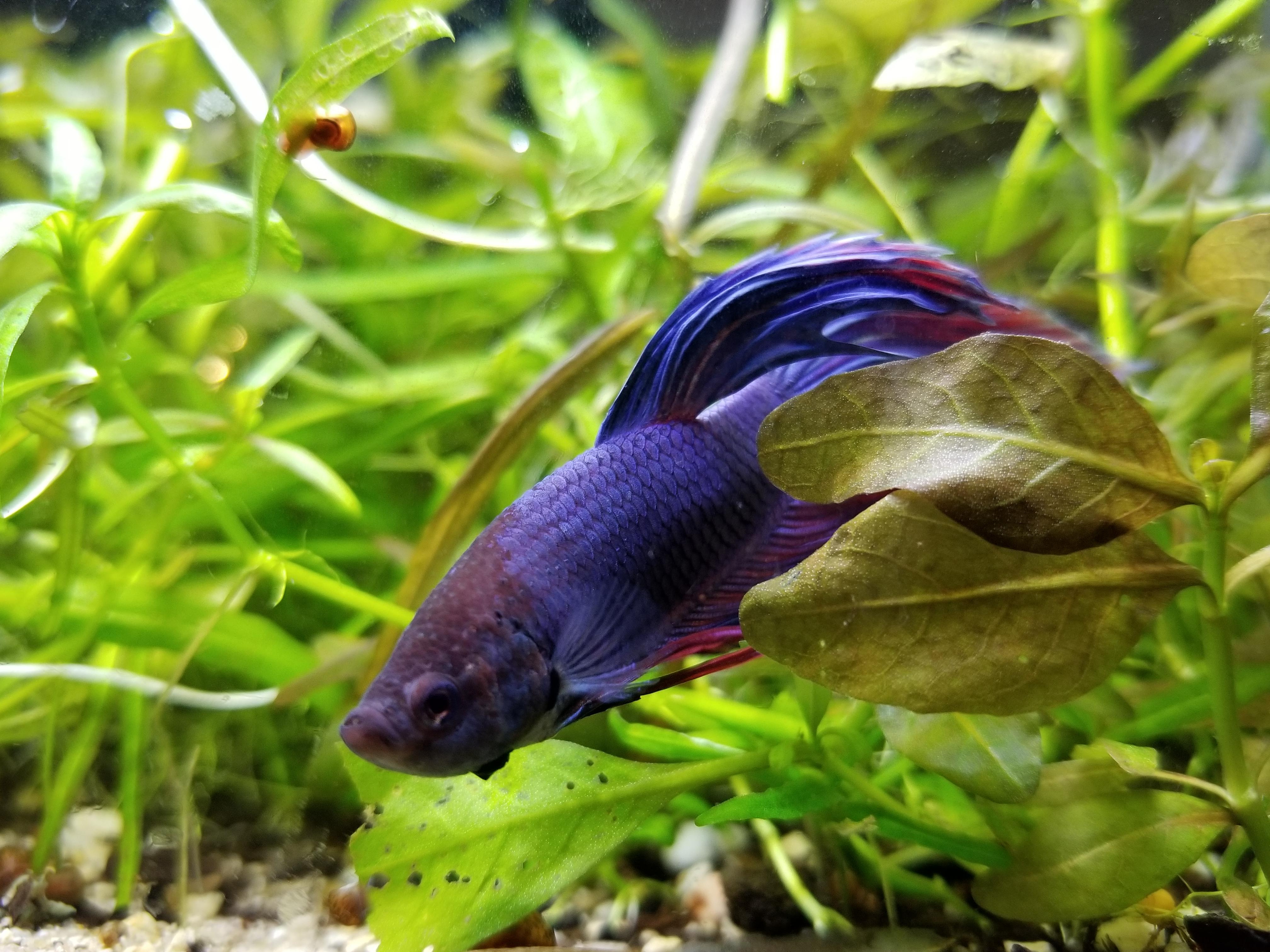 New Betta for community tank in quarantine tank. r/PlantedTank