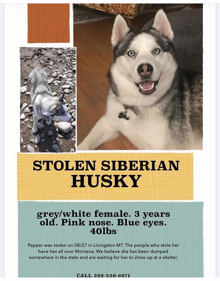 Sweet Pepper was stolen in Livingston. They are offering a large reward