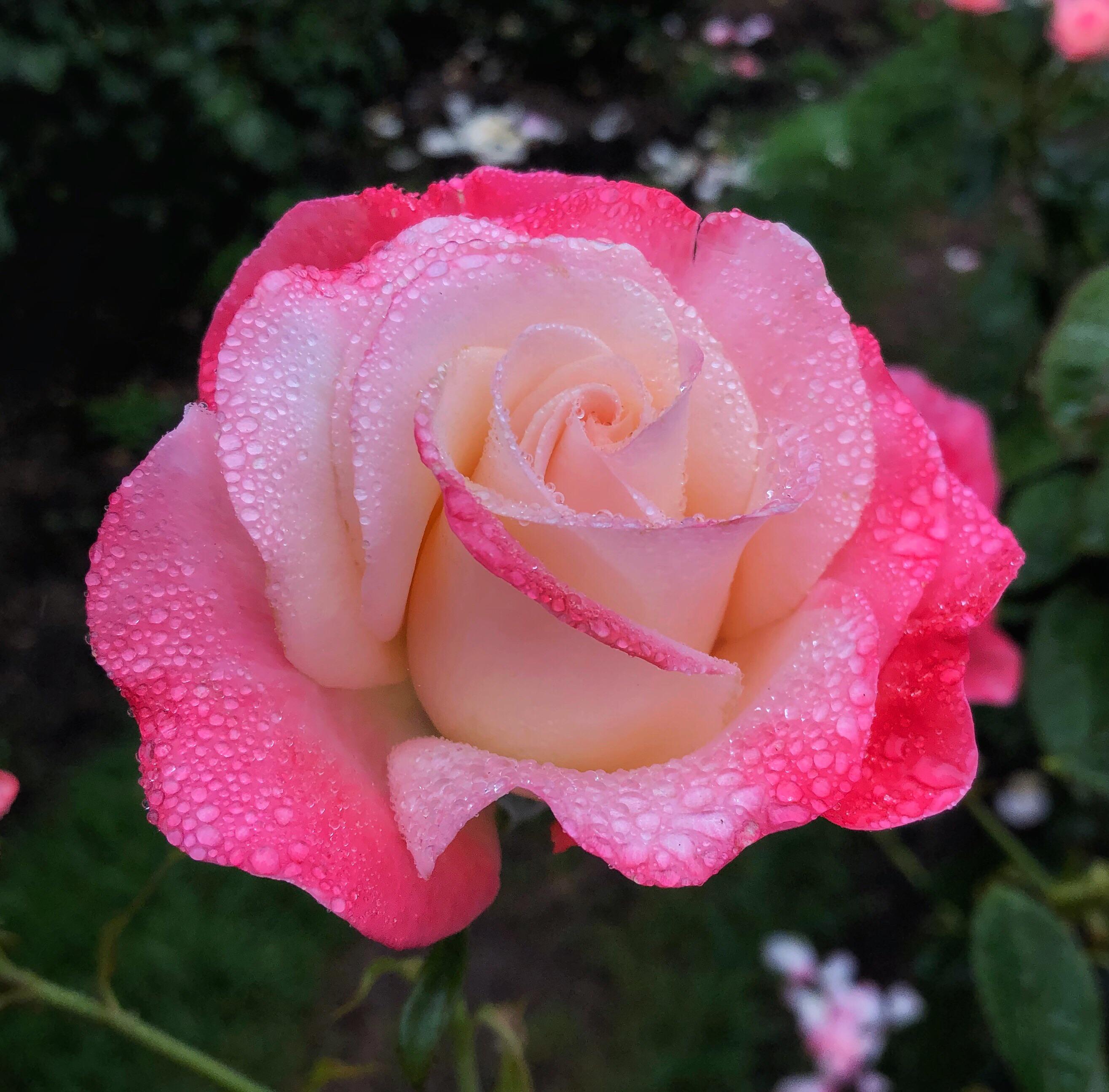 Raindrops on roses at the Rose Garden this morning r/Portland