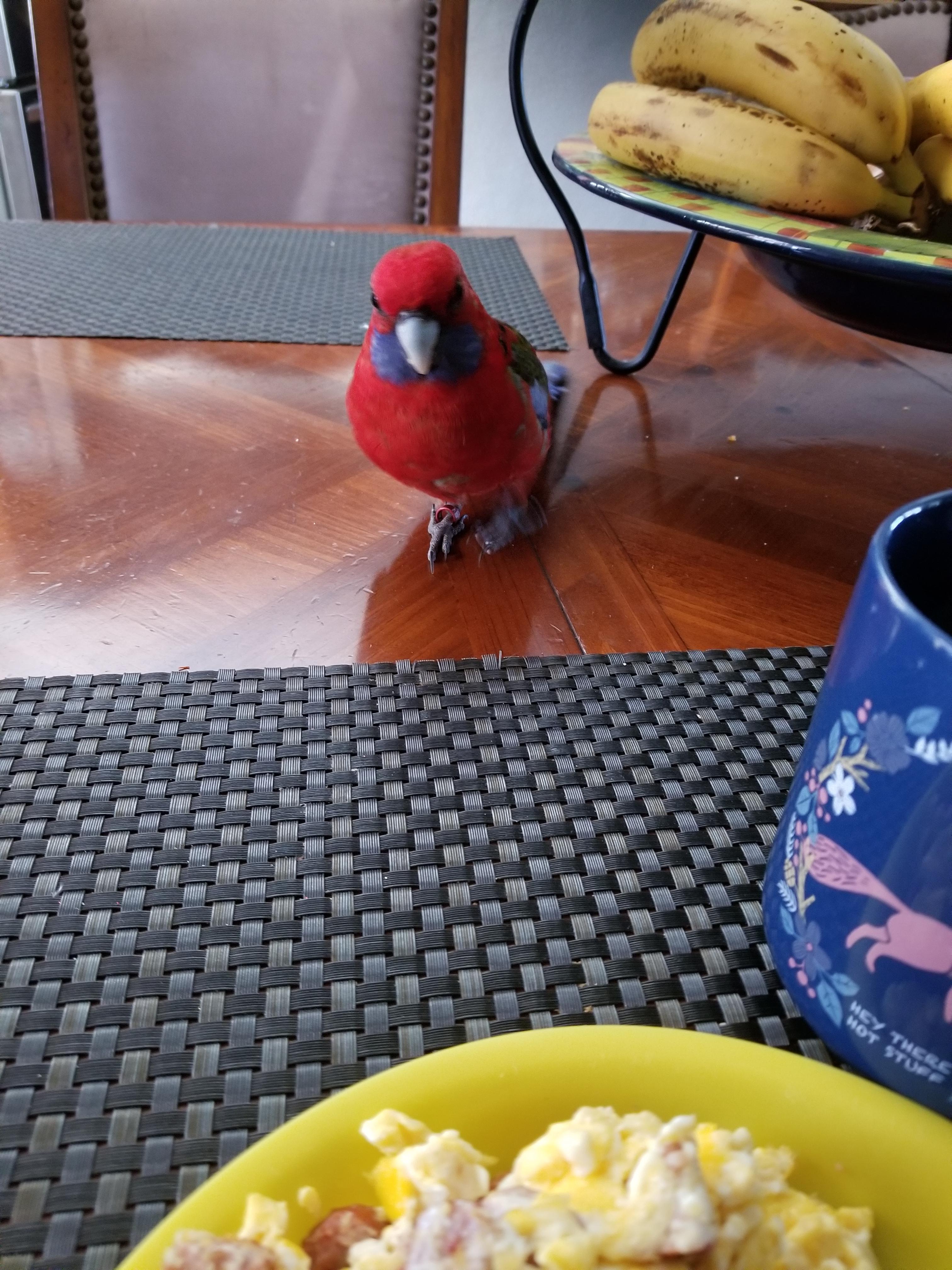 Birds are worse than dogs when it comes to food stealing r