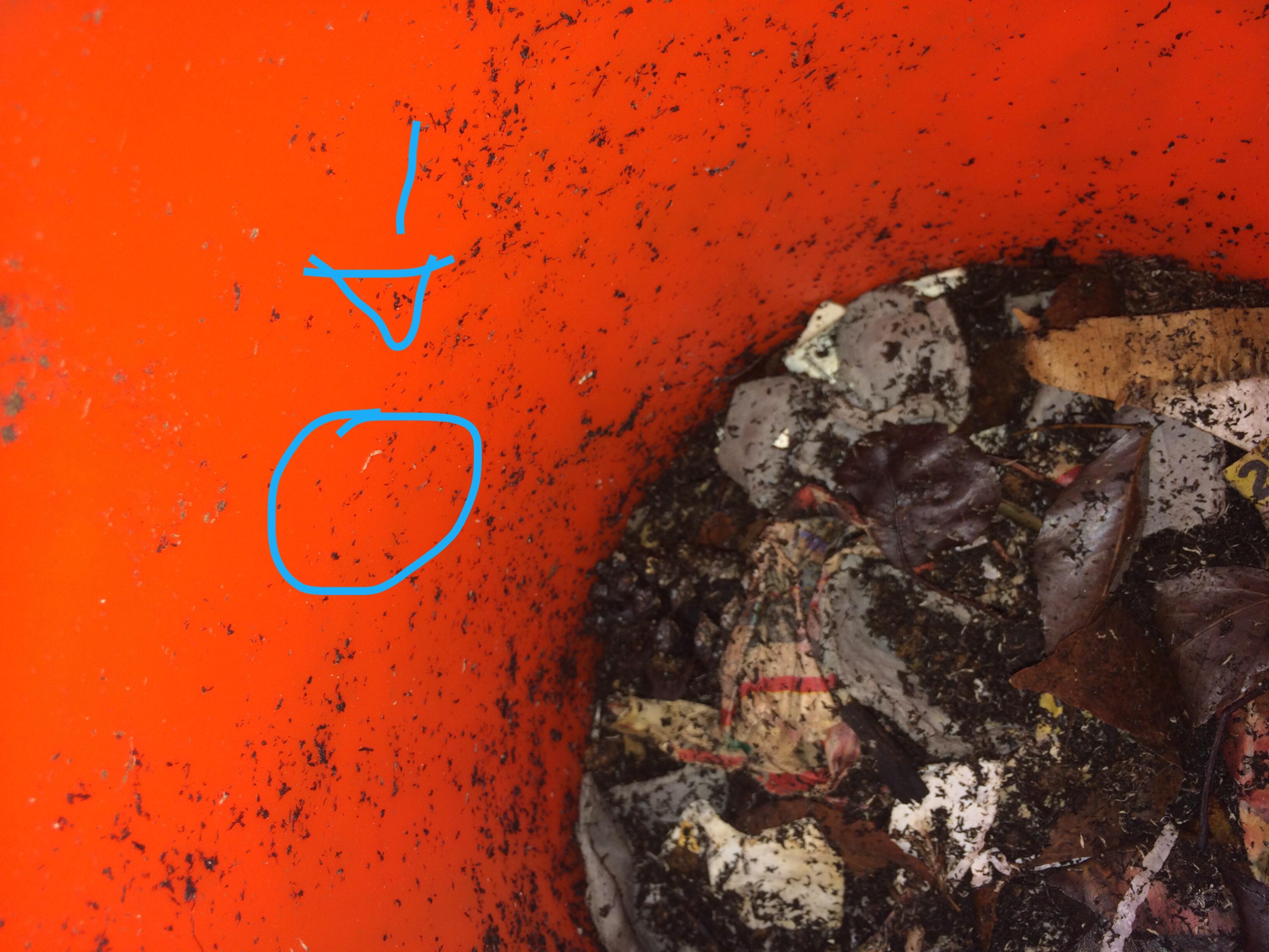 Maggots? Baby worms? Tons of little white worms what are they? r