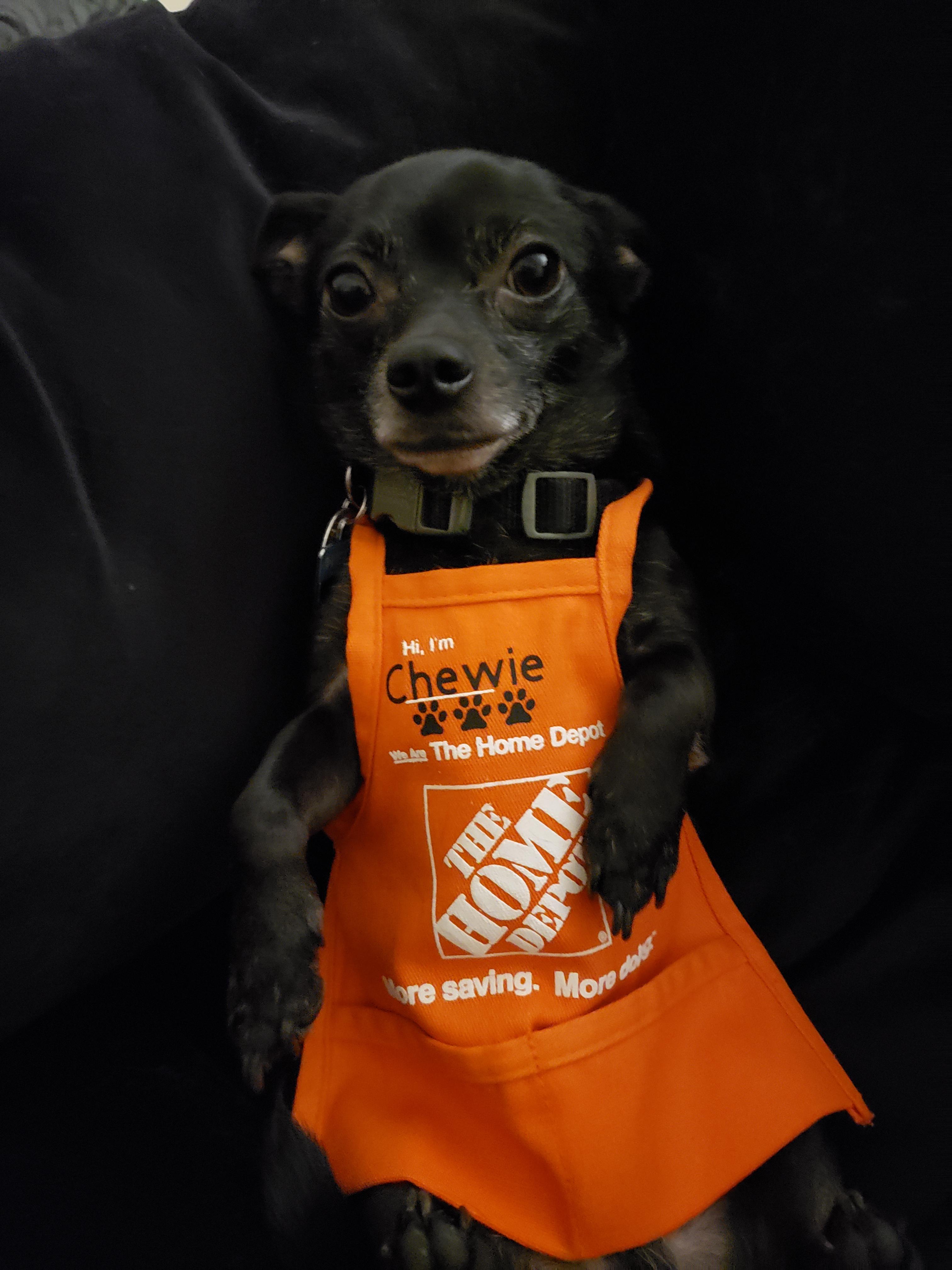 My Chihuahua got an apron just like his dad store 1521 r/HomeDepot