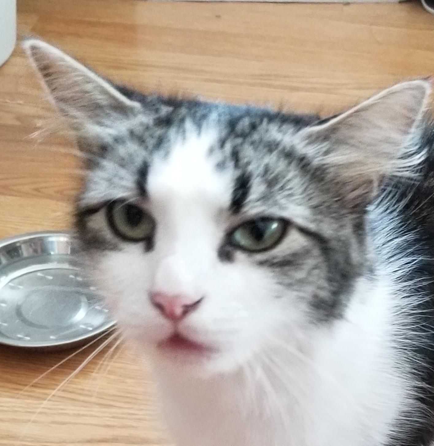 Found cat (Outside Bradshaw Animal Shelter) r/Sacramento