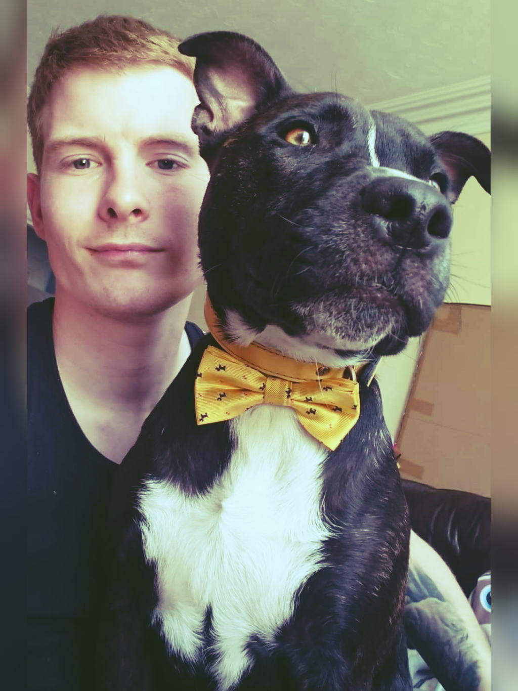 Staffy get a bad rep in the UK. My soft sod has a new bow tie so