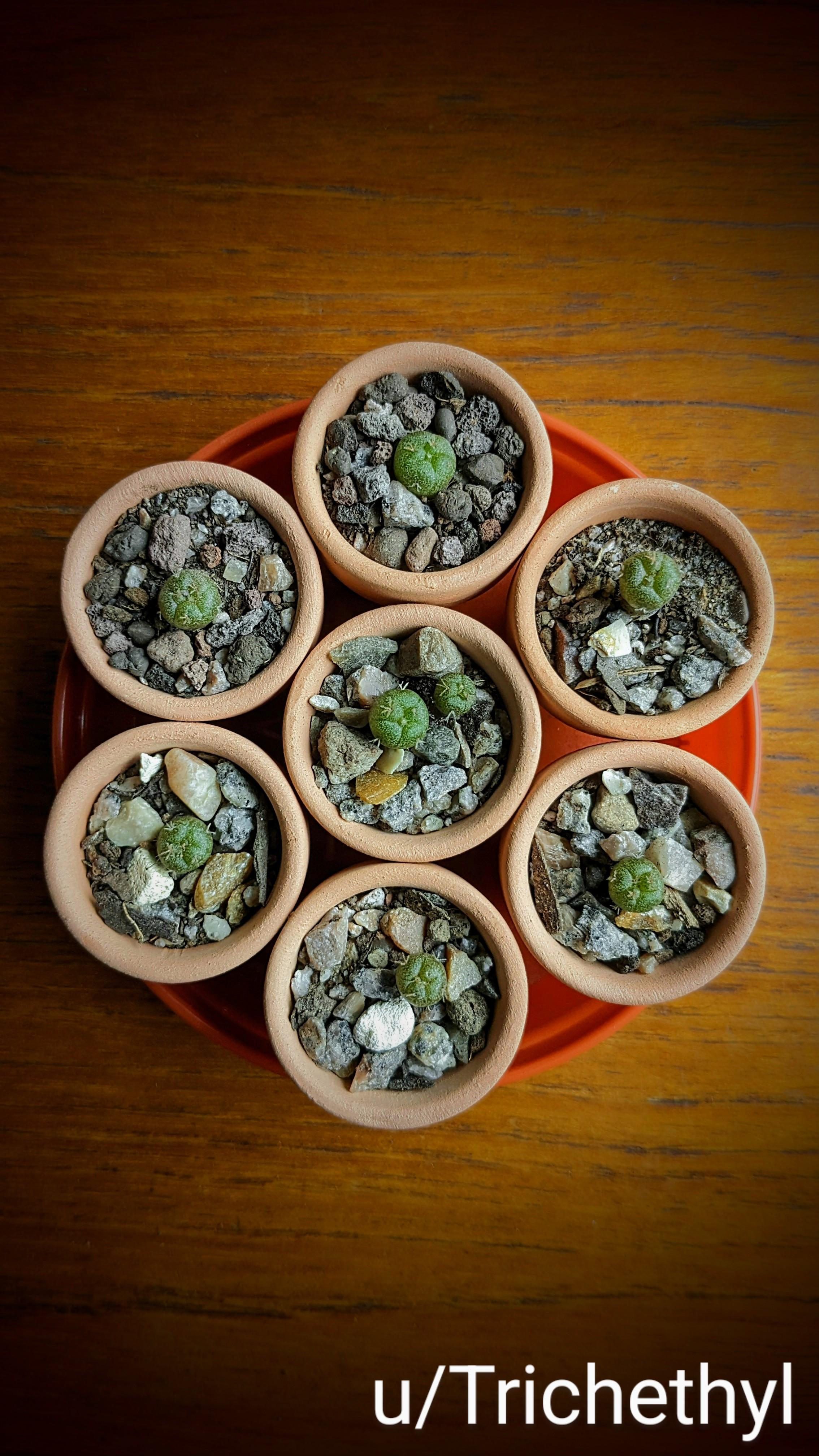 Lophophora Williamsii seedlings (seeds from my biggest oldest peyote) in the cute tiny