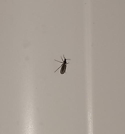 Small black flies appearing in UK bathroom, about 4mm long. Any ideas