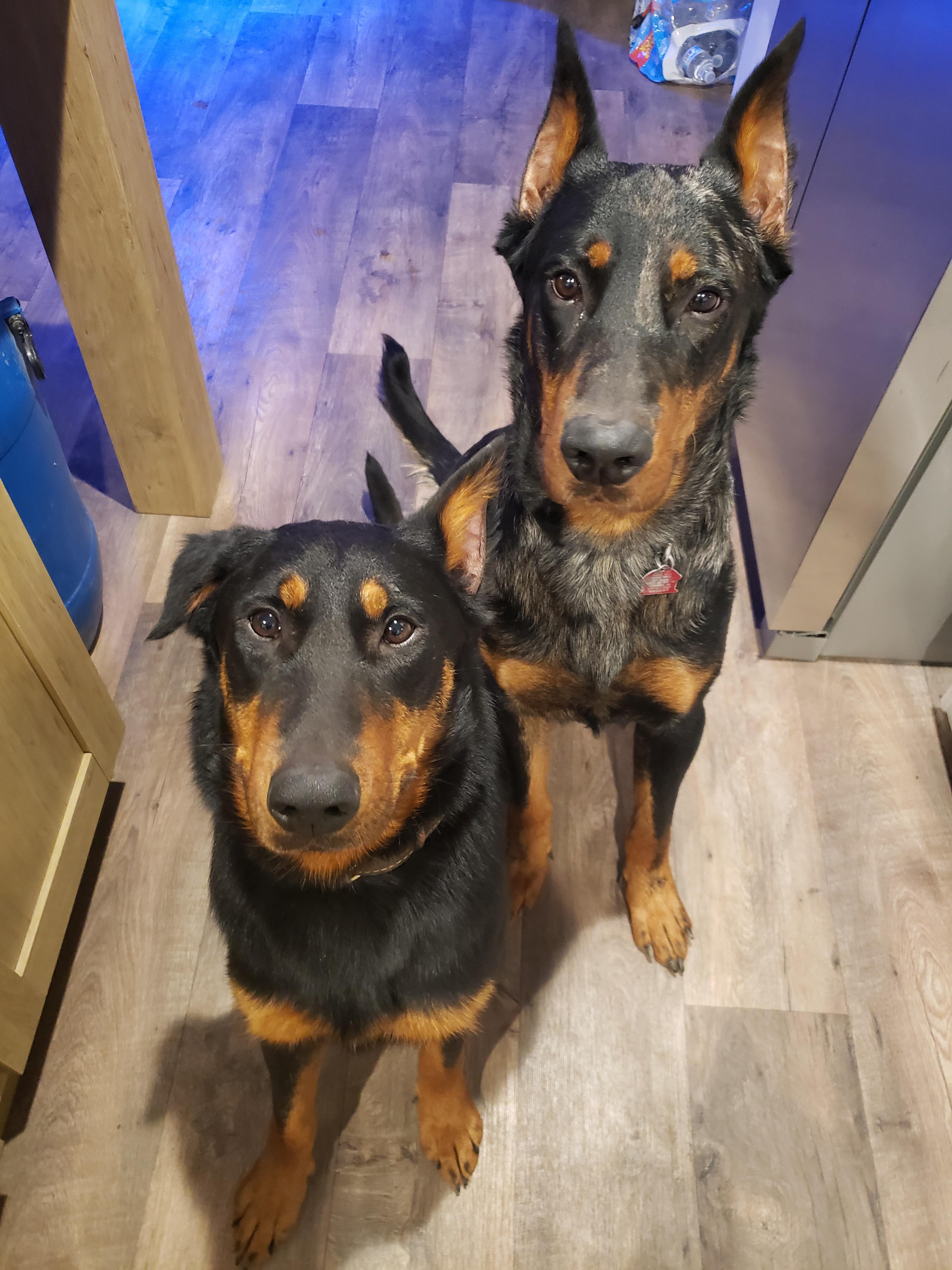 Beaucerons