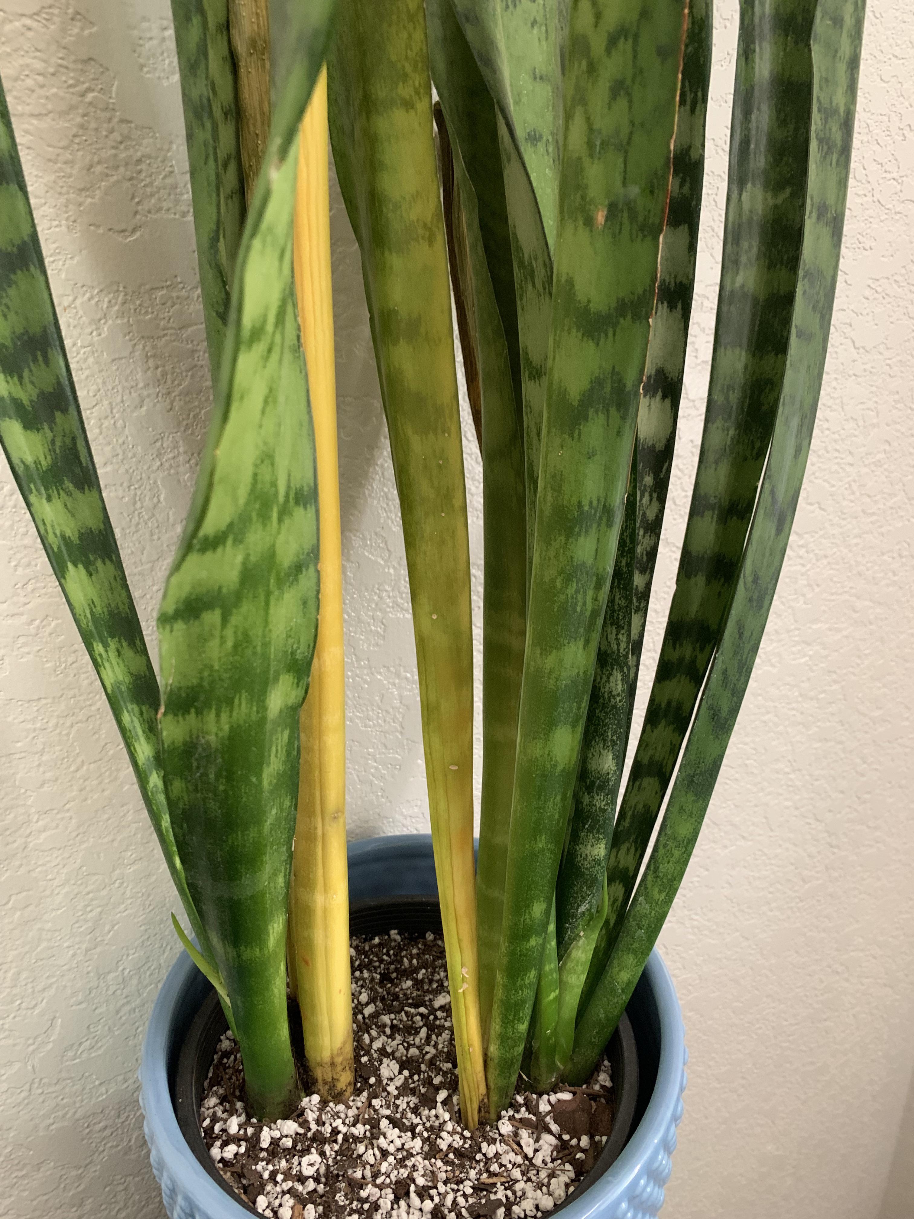 Why is my snake plant turning yellow? See comment r/plantclinic