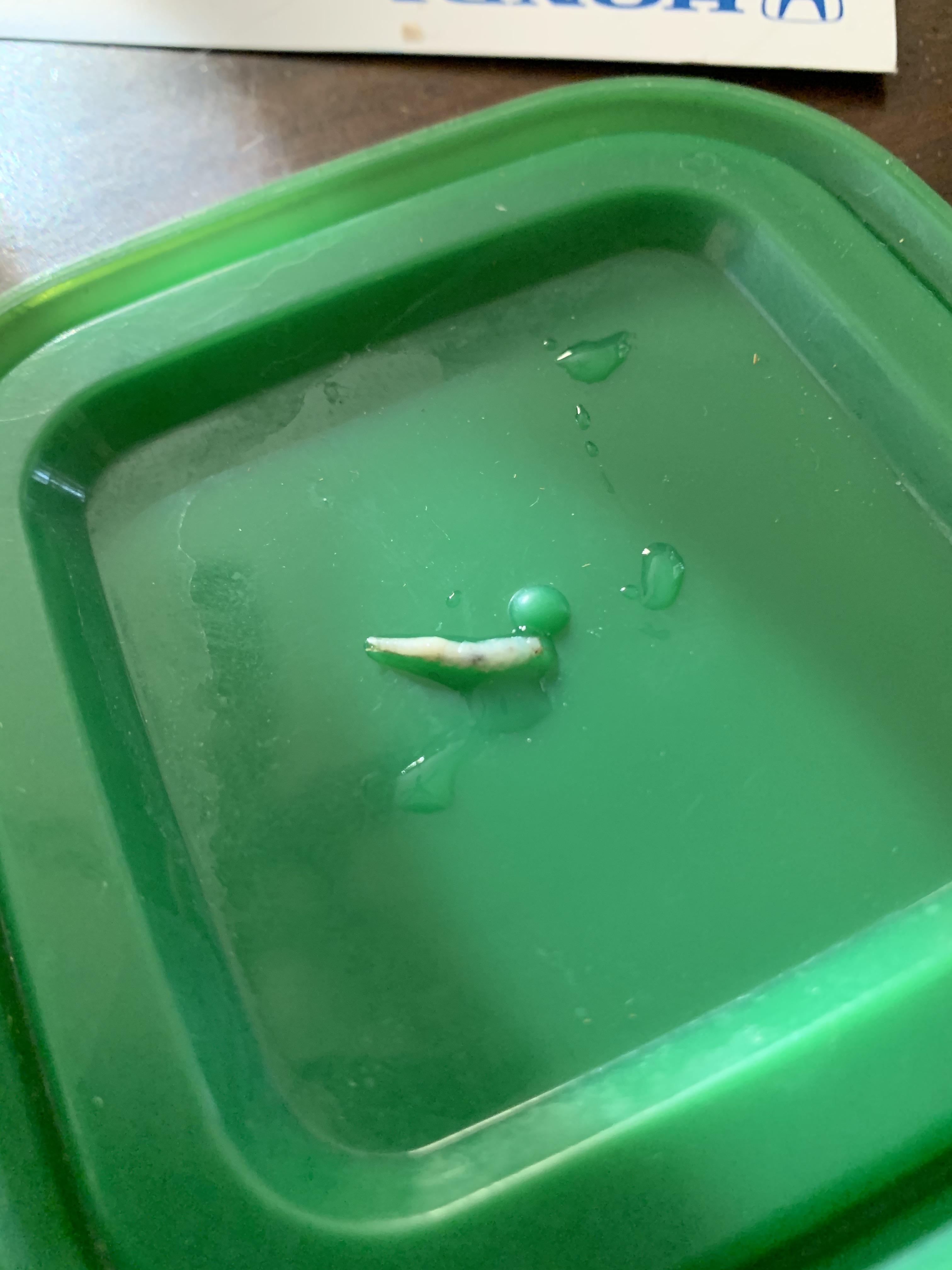 Found this white larva/worm in my cats’ water bowl. I’m freaked out