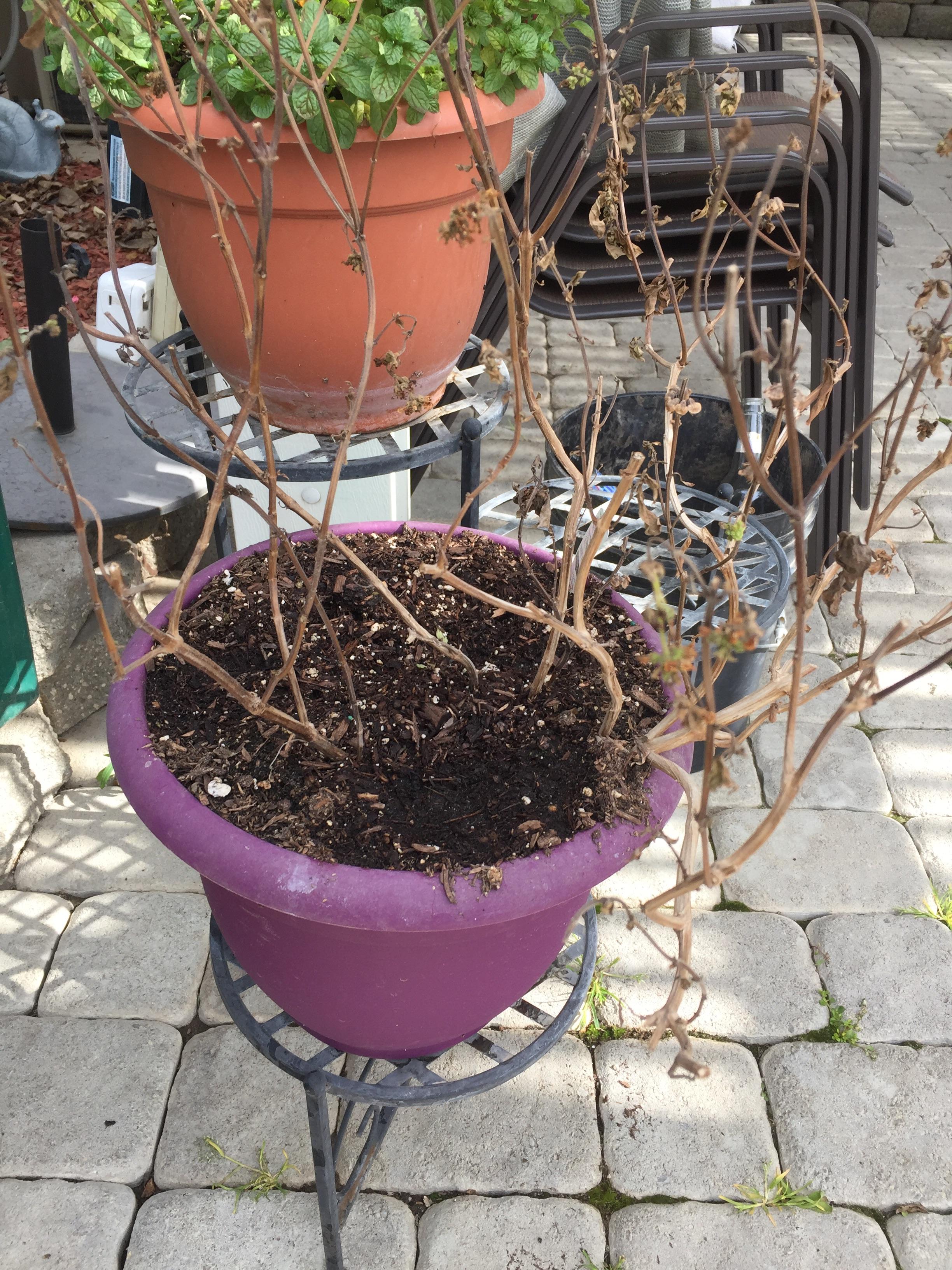 Is my basil dead? Please help!! r/gardening