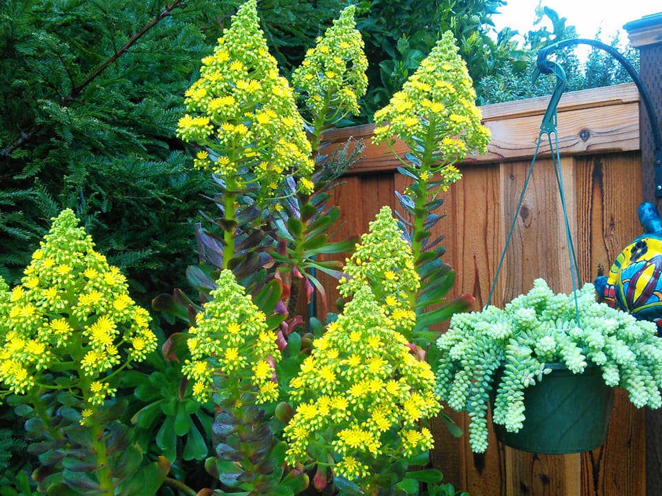 crazysucculentlady (u/crazysucculentlady) Reddit